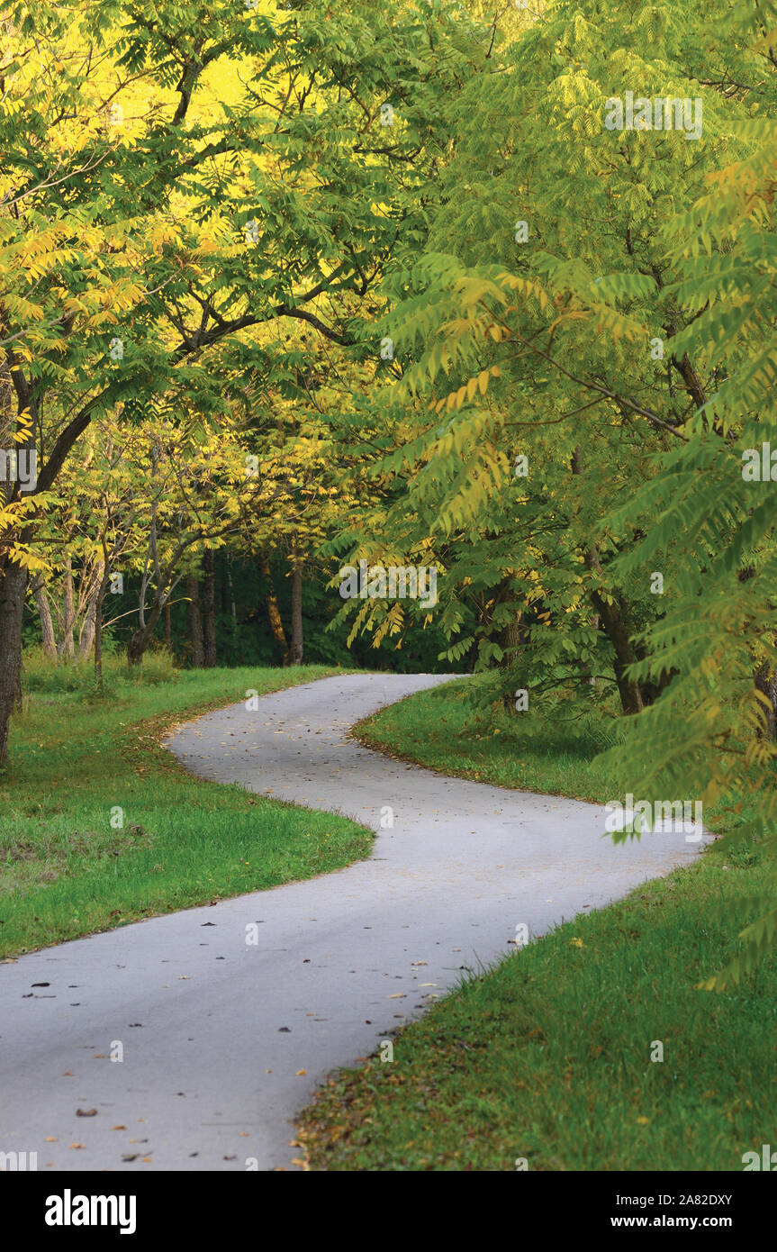 Alberi di noce nel Parco autunnale, grande verticale dettagliata paesaggistico percorso autunno scena, ritorcitura passaggio pedonale asfaltata, avvolgimento strada asfaltata Prospettiva a zig-zag Foto Stock