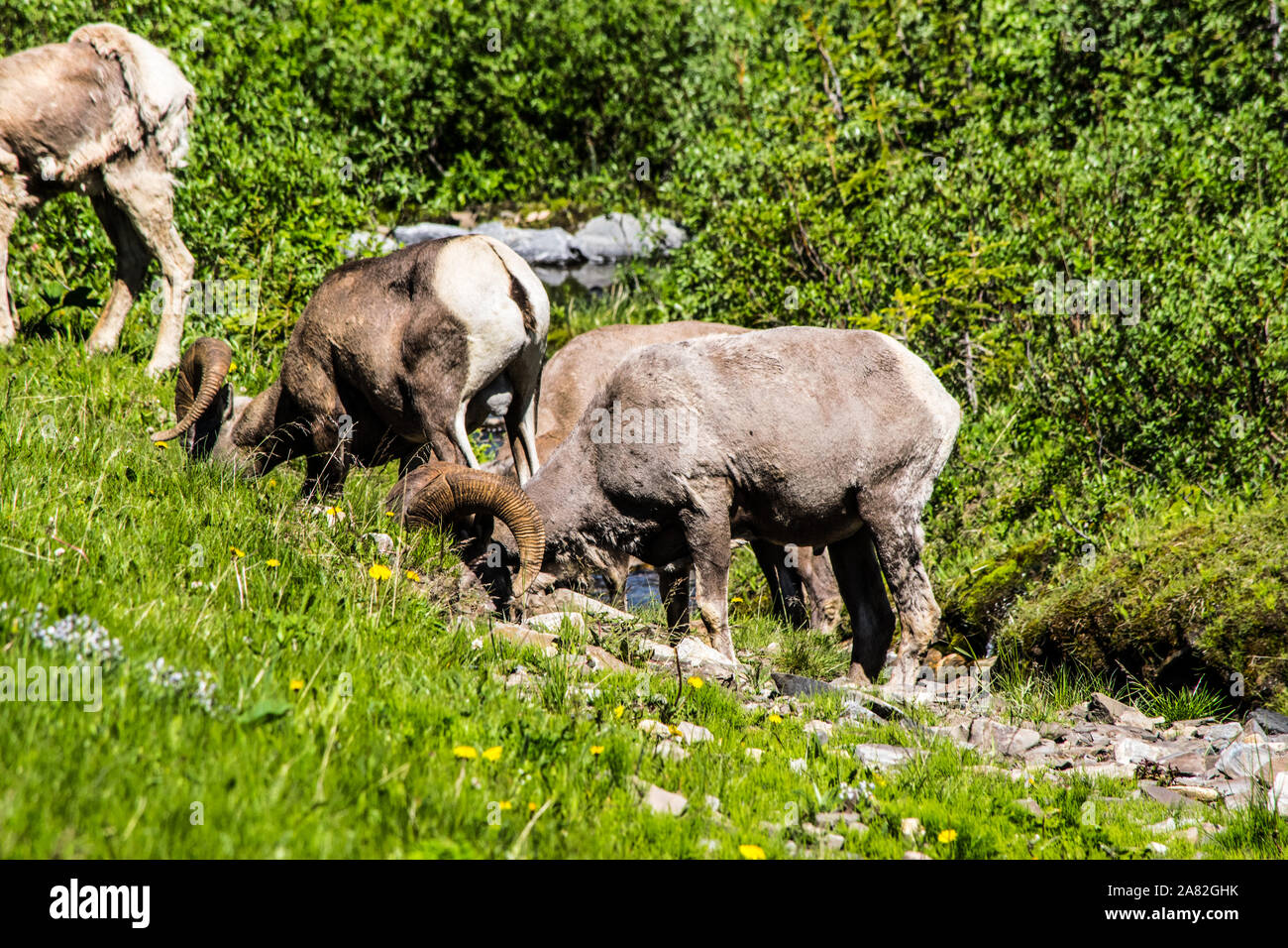 La fauna selvatica di pascolo. Foto Stock
