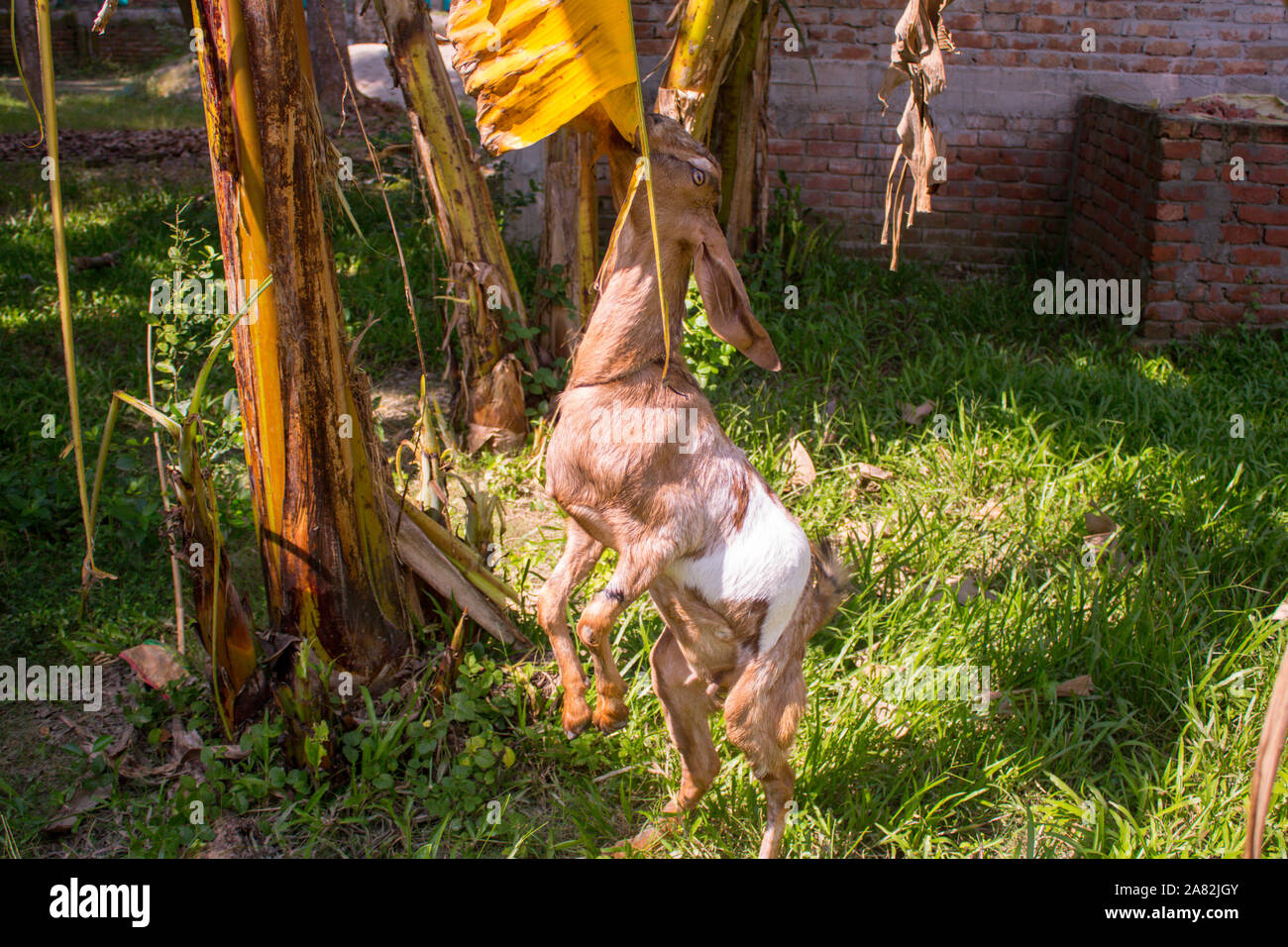 Capra marrone mangiare banana leaf dalla struttura ad albero Foto Stock
