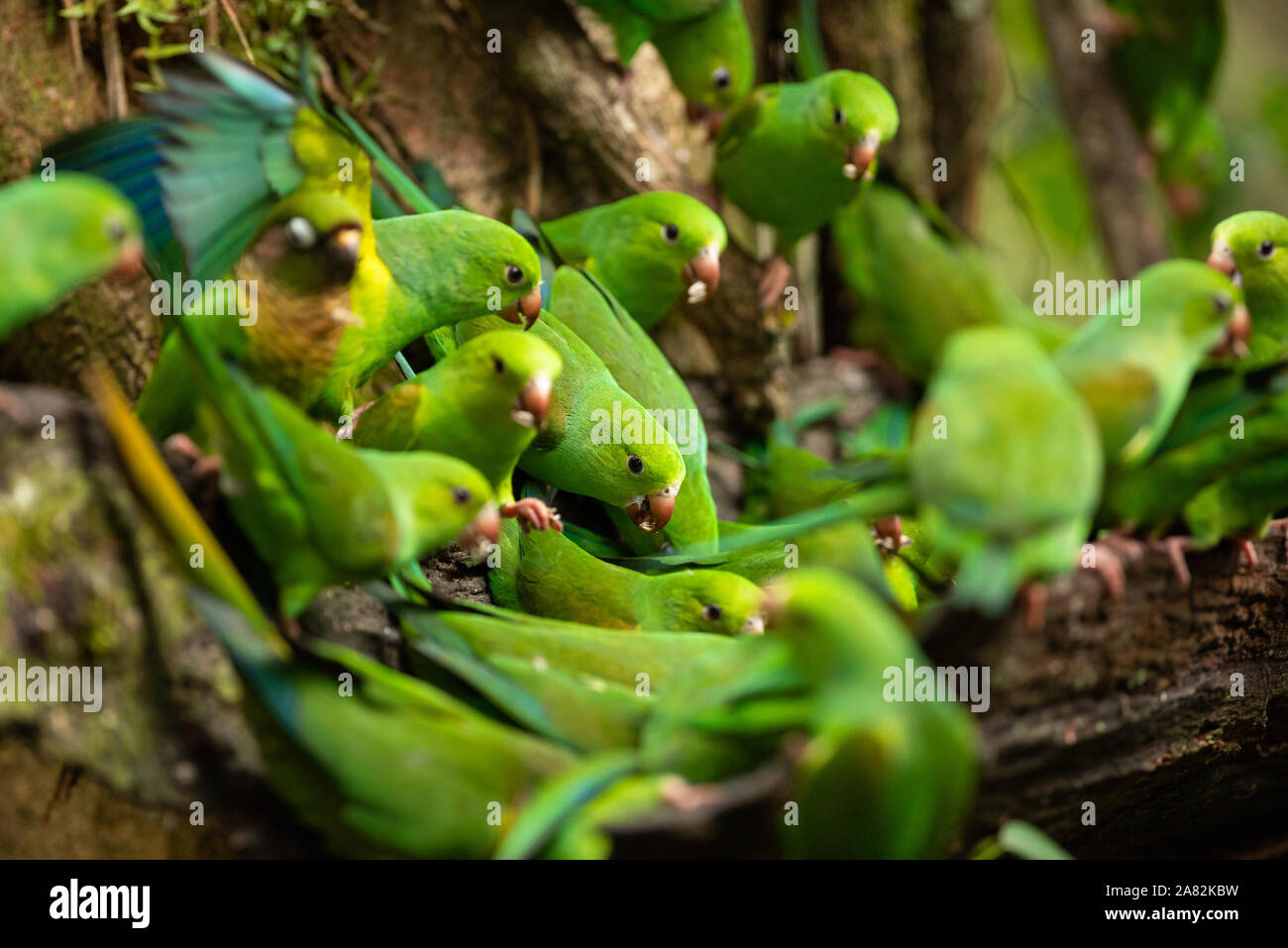 Un grande gruppo di pianura parrocchetti dalla foresta pluviale atlantica Foto Stock
