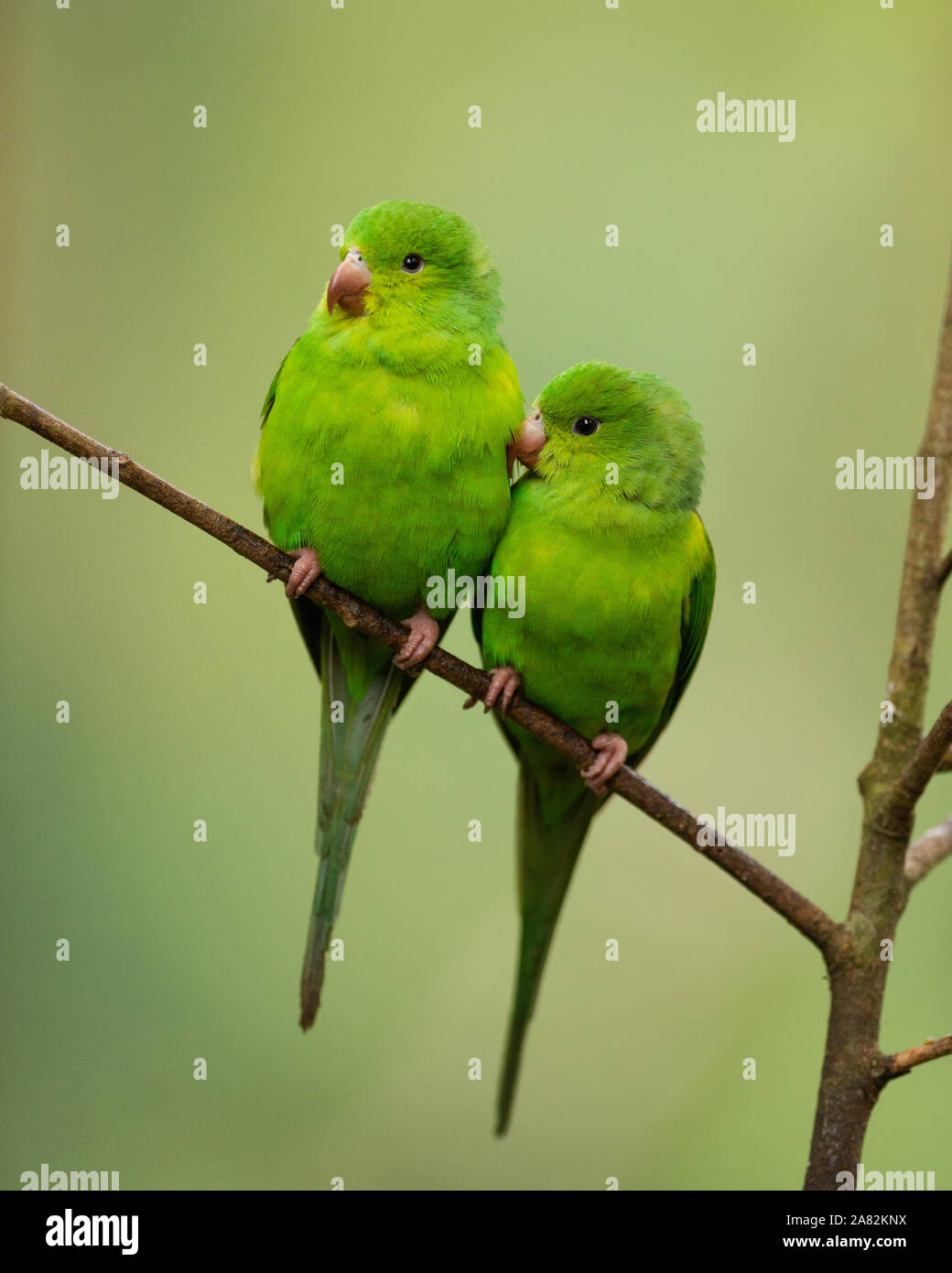 Una coppia di pianura cocorite (Brotogeris tirica) dalla foresta pluviale atlantica Foto Stock