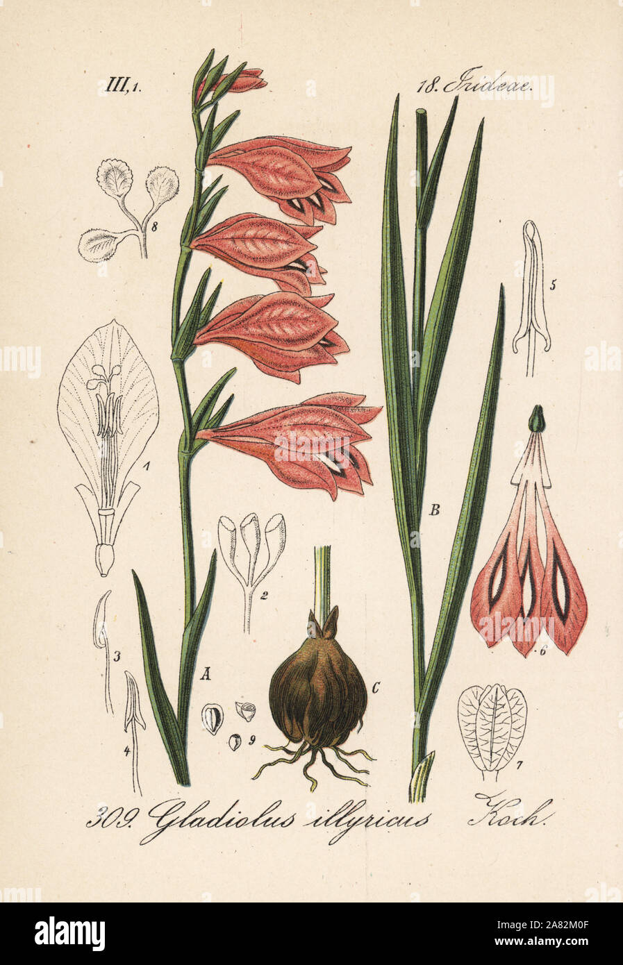 Wild gladiolus, Gladiolus illyricus. Handcolored litografia dal Diederich von Schlechtendal tedesco della Flora (Flora von Deutschland), Jena, 1871. Foto Stock
