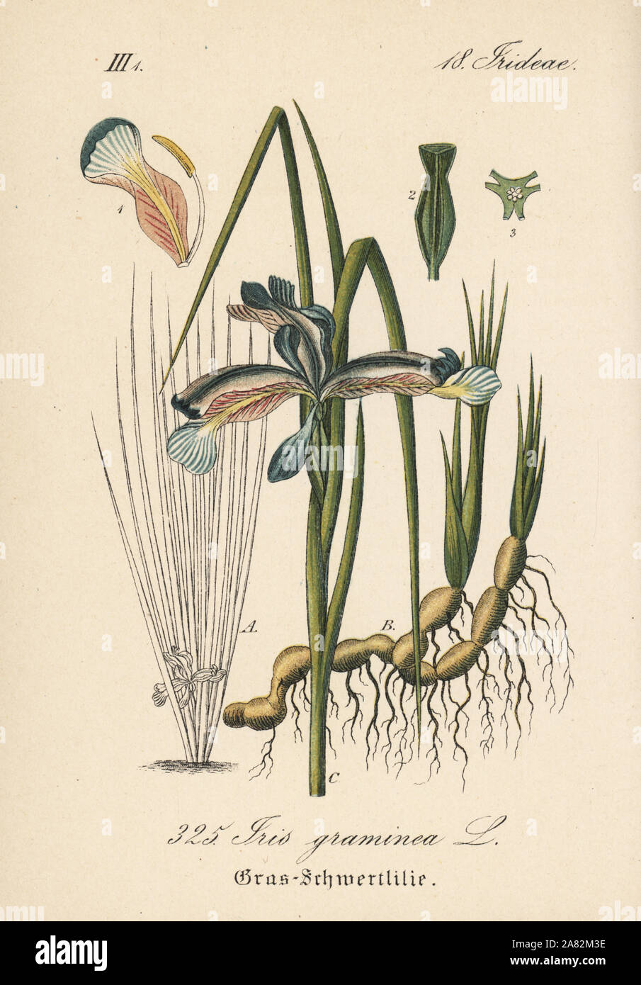 Erba-lasciava bandiera, Iris graminea. Handcolored litografia dal Diederich von Schlechtendal tedesco della Flora (Flora von Deutschland), Jena, 1871. Foto Stock