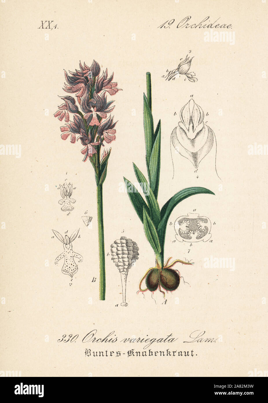 Tre-dentata orchid, Neotinea purshia subsp. purshia (Orchis varigata). Handcolored litografia dal Diederich von Schlechtendal tedesco della Flora (Flora von Deutschland), Jena, 1871. Foto Stock