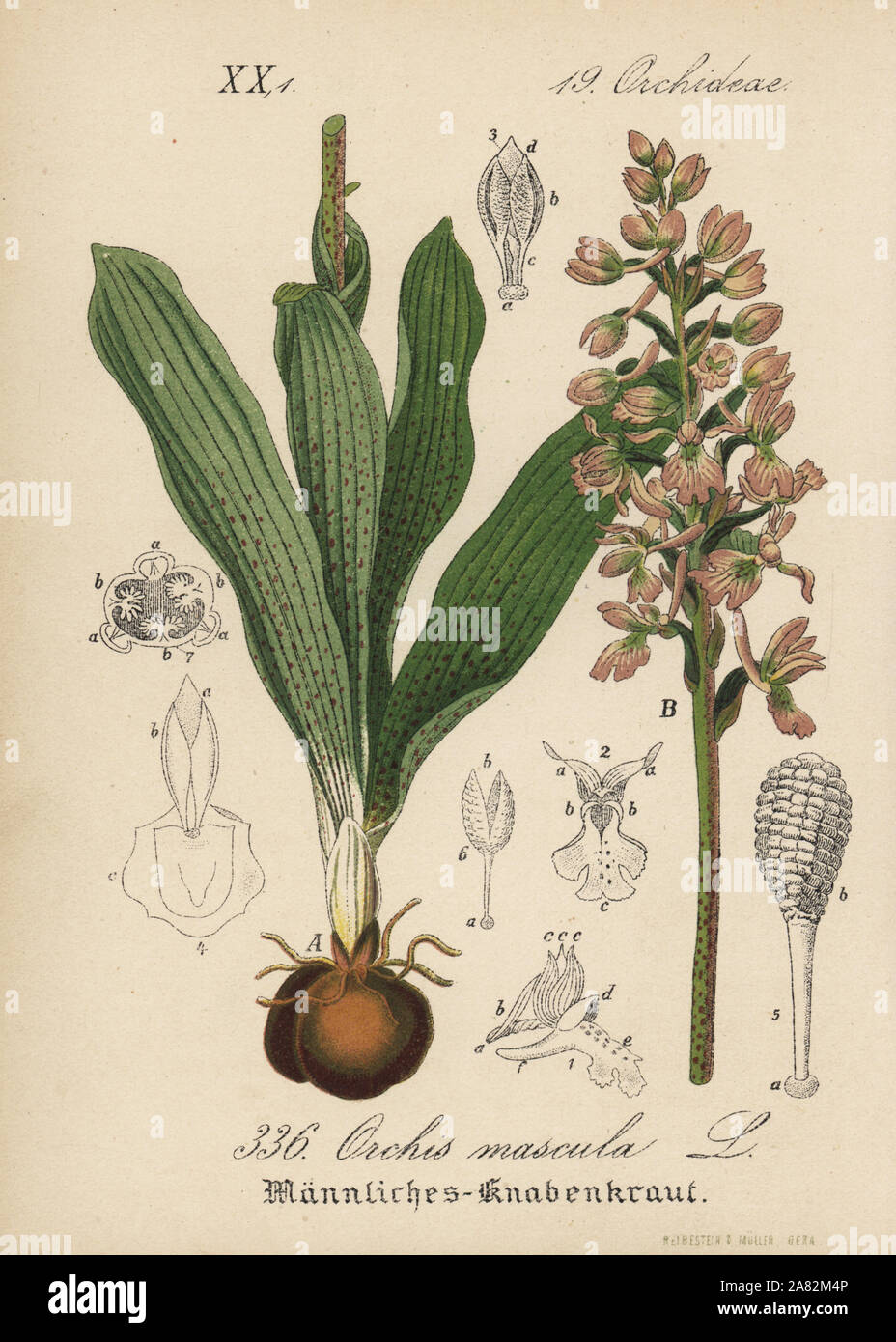 Early-orchidea viola, Orchis mascula. Handcolored litografia dal Diederich von Schlechtendal tedesco della Flora (Flora von Deutschland), Jena, 1871. Foto Stock