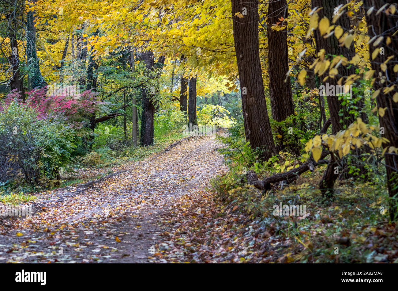 Un percorso sterrato coperto di foglie din prende uno in una bellissima foresta colorati in Michigan STATI UNITI Foto Stock