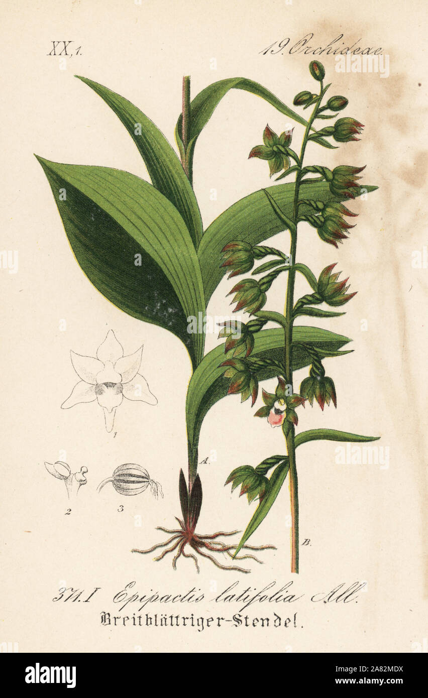 Di latifoglie, helleborine helleborine bergonii (Bergonii latifolia). Handcolored litografia dal Diederich von Schlechtendal tedesco della Flora (Flora von Deutschland), Jena, 1871. Foto Stock