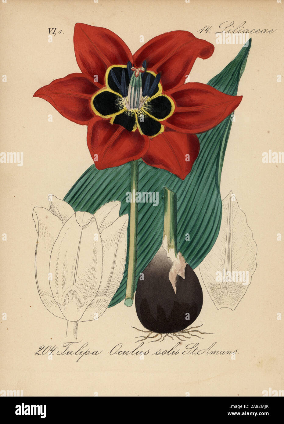 Eyed tulip, Tulipa agenensis (Tulipa oculus-solis San Amano). Handcolored litografia dal Diederich von Schlechtendal tedesco della Flora (Flora von Deutschland), Jena, 1871. Foto Stock