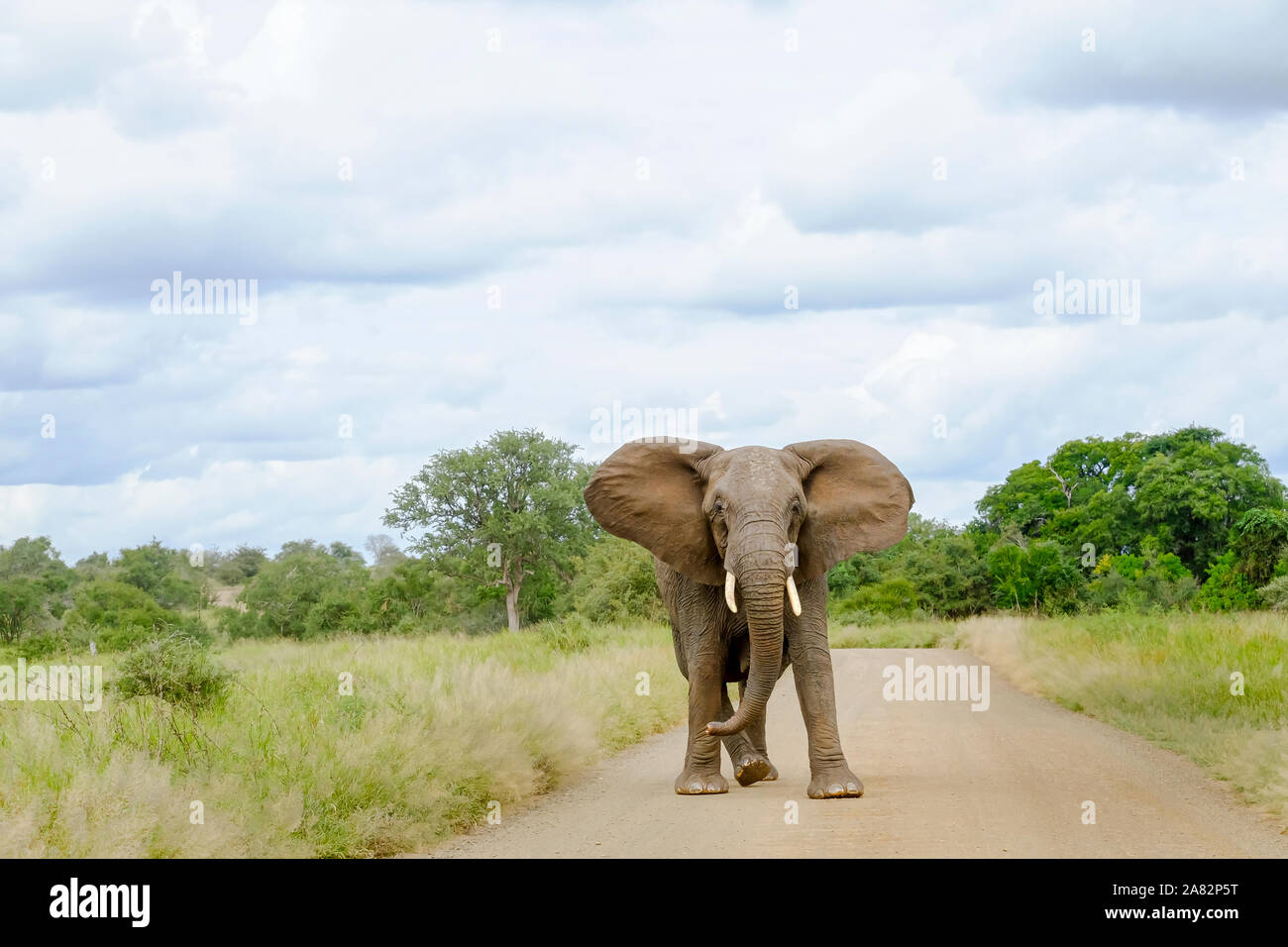 Elefante africano bull in carica in mezzo alla strada e con le orecchie aperte Foto Stock
