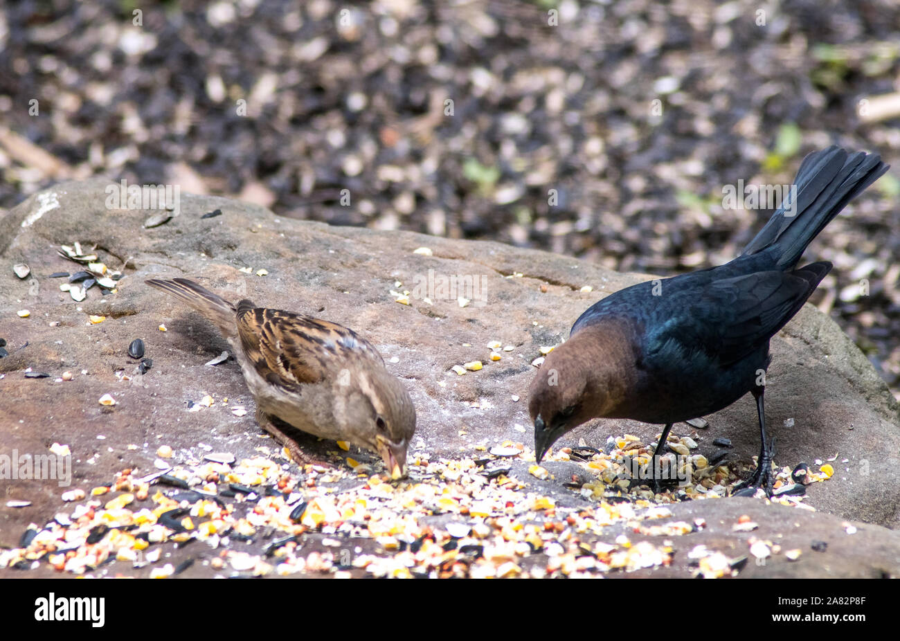 Un piccolo finch e una testa di colore marrone cowbird, condividere bird di sementi di mais e su un usurati, flat rock Foto Stock