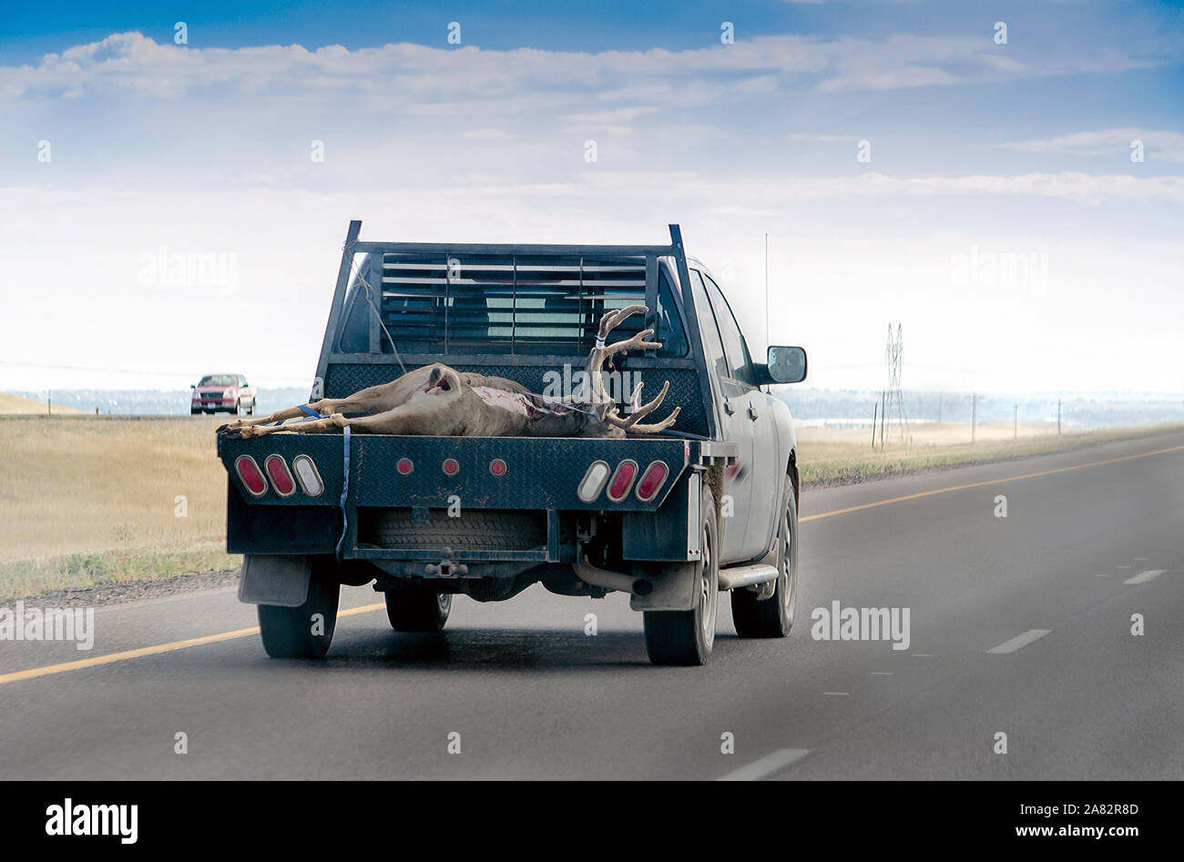 Deer kill nella parte posteriore di un carrello di prelievo durante la stagione di caccia Foto Stock