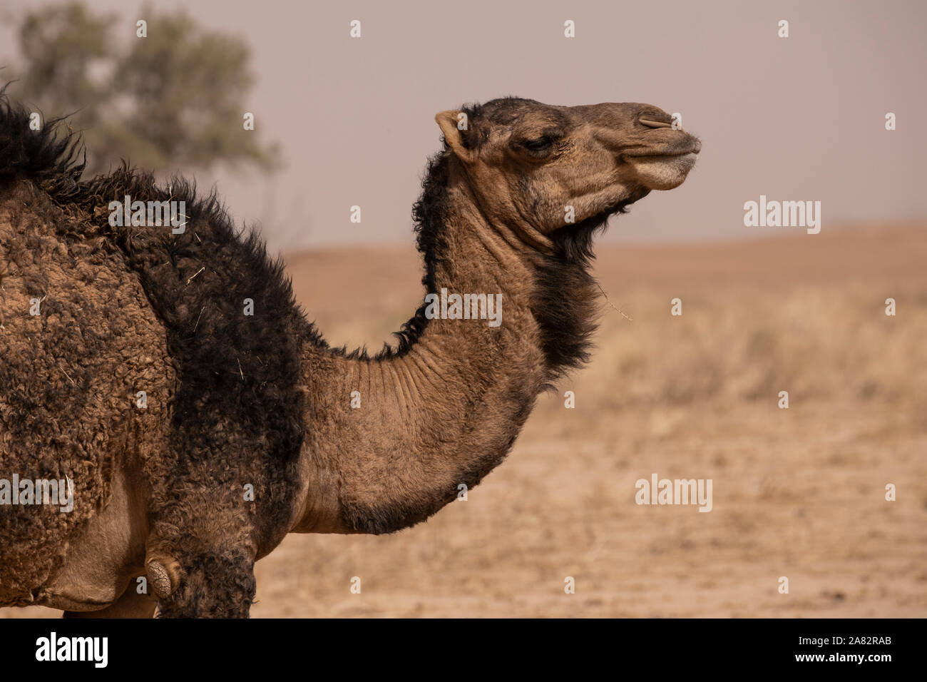 I cammelli e il deserto vanno mano nella mano. Il possente deserto del Sahara è dove troverete molti Foto Stock