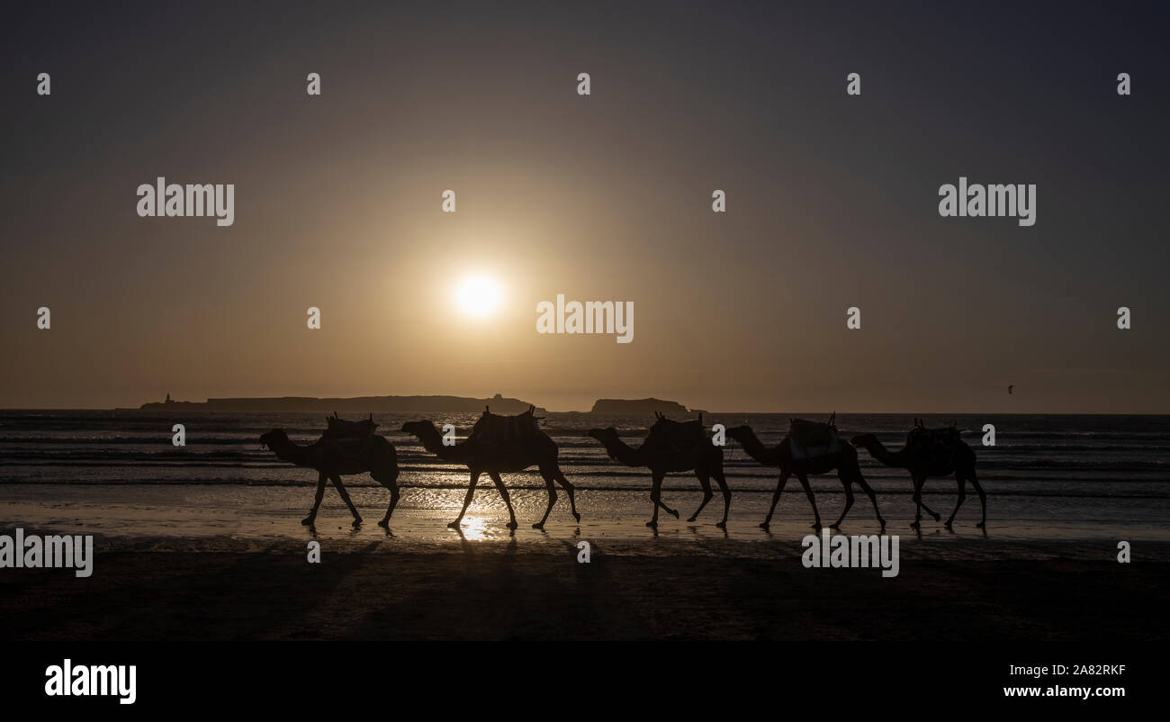 I cammelli e il deserto vanno mano nella mano. Il possente deserto del Sahara è dove troverete molti Foto Stock