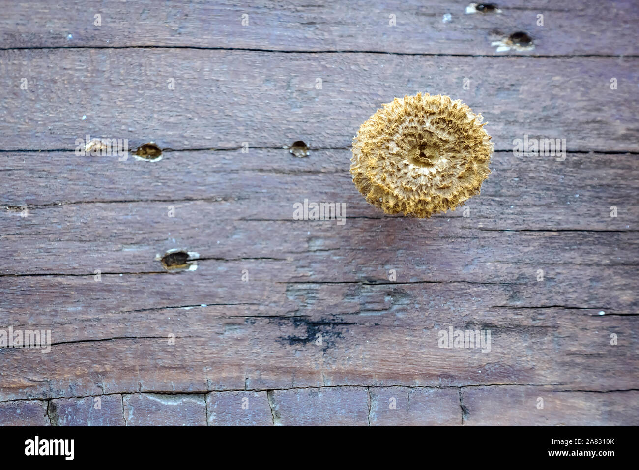 Piccoli funghi crescono su tavole di legno per fare una tabella durante il clima caldo ed umido. Foto Stock