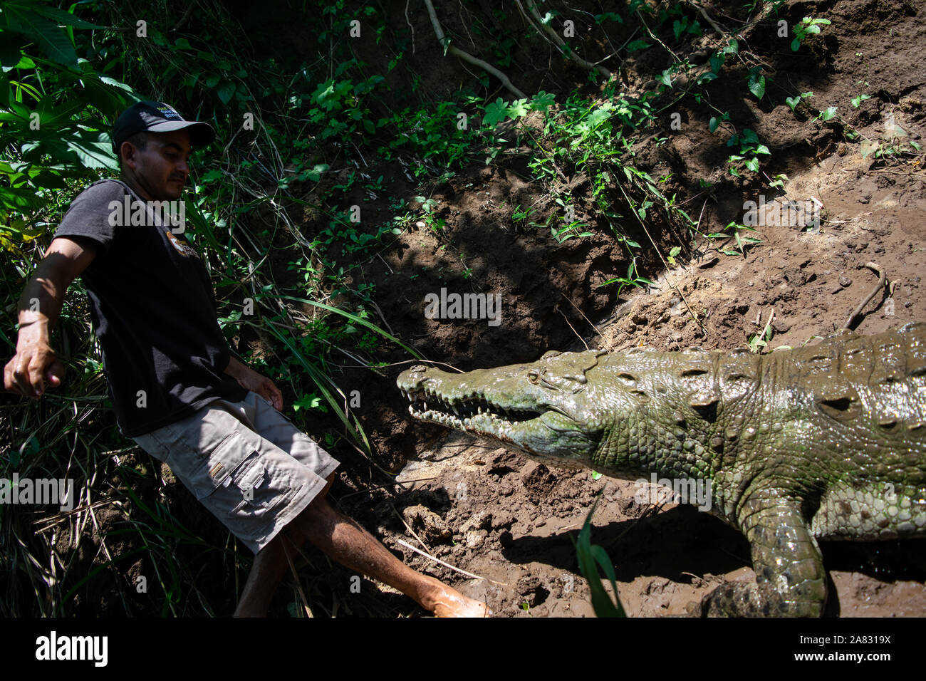 Man mano alimenta coccodrillo americano (Crocodylus acutus) nel fiume Tarcoles, Costa Rica Foto Stock