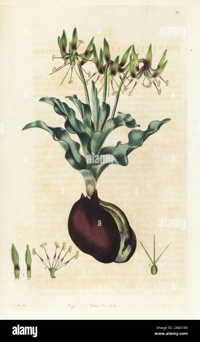 Onda-lasciava bird la linguetta, Ornithoglossum undulatum. Handcolored incisione su rame da Bailey dopo una illustrazione botanica da Edward Dalton Smith da Robert Dolce è il British Flower Garden, Ridgeway, Londra, 1825. Foto Stock