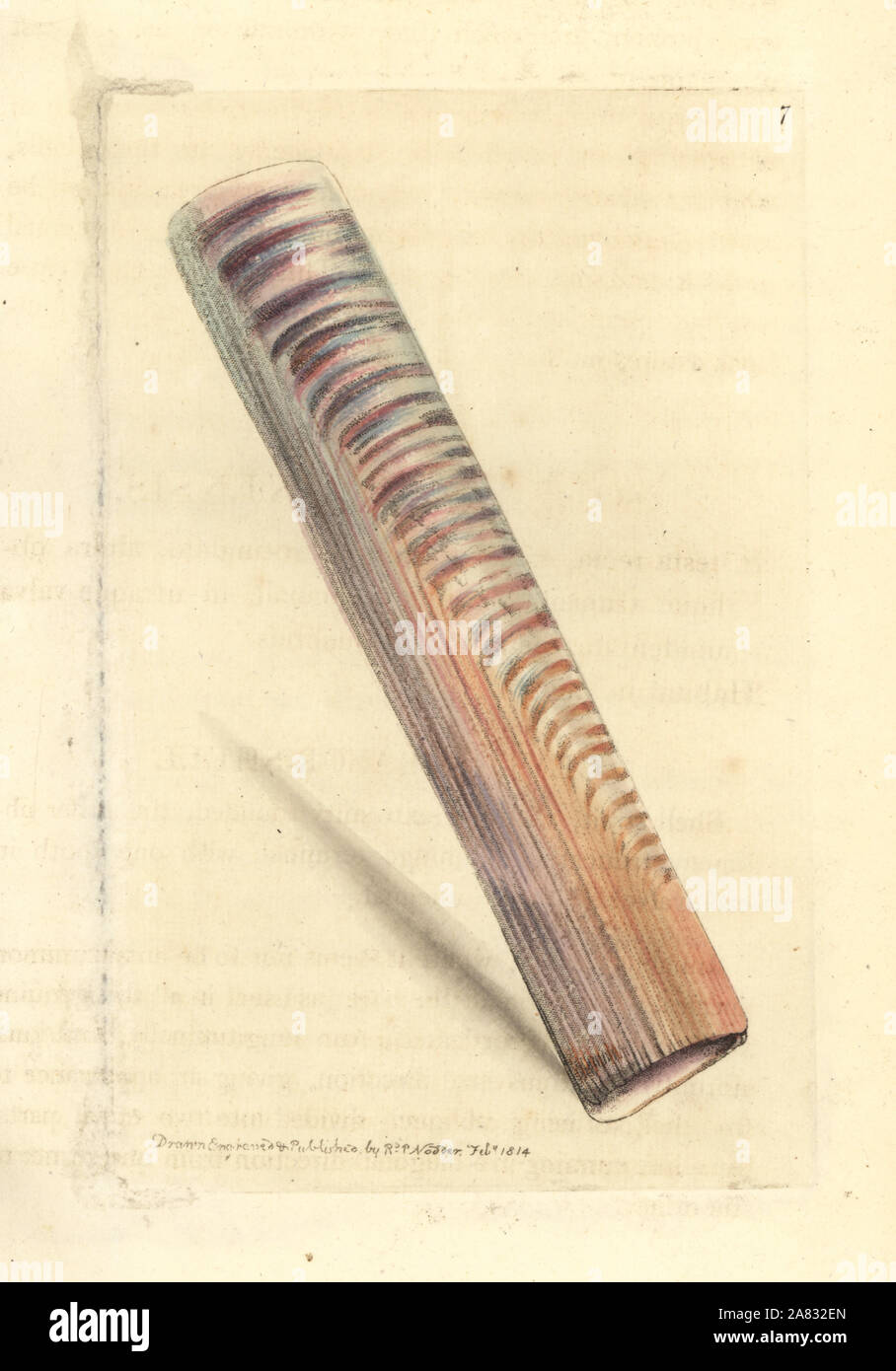 Ceylon razor-shell, solen ceylonensis. Handcolored incisione su rame disegnato e inciso da Richard Polydore Nodder da William Elford Leach della miscellanea zoologica, McMillan, Londra, 1814. Foto Stock