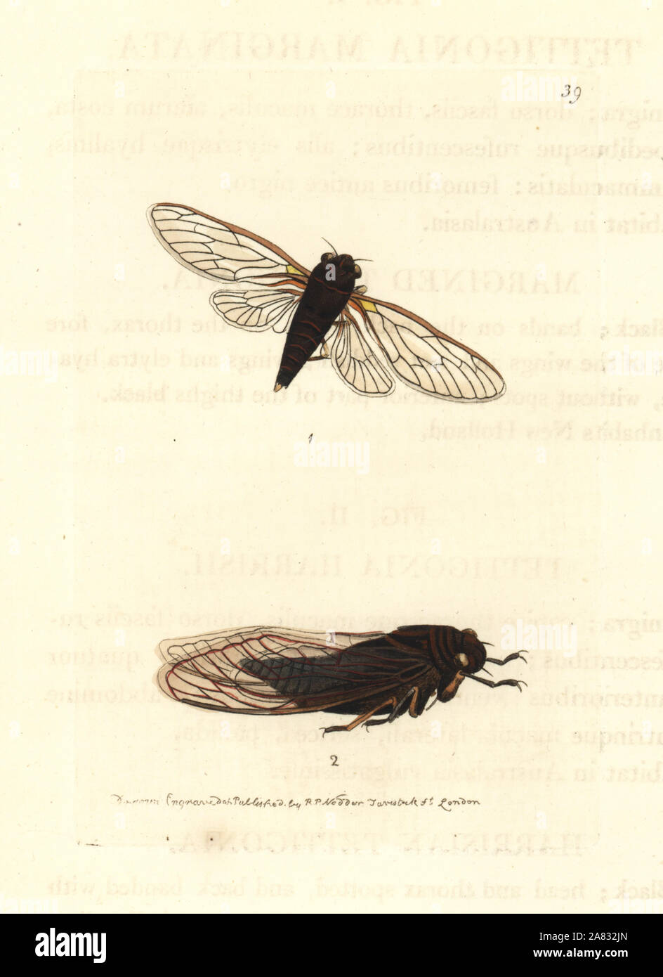 Corteccia di bronzo-cicalino, Pauropsalta circumdata 1, e yellowbelly cicala, Psaltoda harrisii 2. (Marginated e Harris's tettigonia Tettigonia marginata, Tettigonia harrisii.) Handcolored incisione su rame disegnato e inciso da Richard Polydore Nodder da William Elford Leach della miscellanea zoologica, McMillan, Londra, 1814. Foto Stock