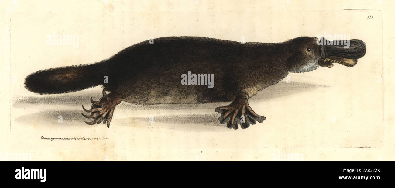 Duck-fatturati platypus, Ornithorhynchus anatinus (marrone ornithorhynchus, Ornithorhynchus fuscus). Handcolored incisione su rame disegnato e inciso da Richard Polydore Nodder da William Elford Leach della miscellanea zoologica, McMillan, Londra, 1814. Foto Stock