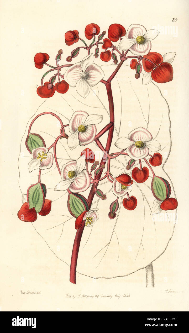 Il bianco e il rosso scarlatto begonia, Begonia albococcinea. Handcolored incisione su rame da George Barclay dopo una illustrazione da Miss Sarah Drake da Edwards del registro di botanica, edito da John Lindley, Londra, Ridgeway, 1846. Foto Stock