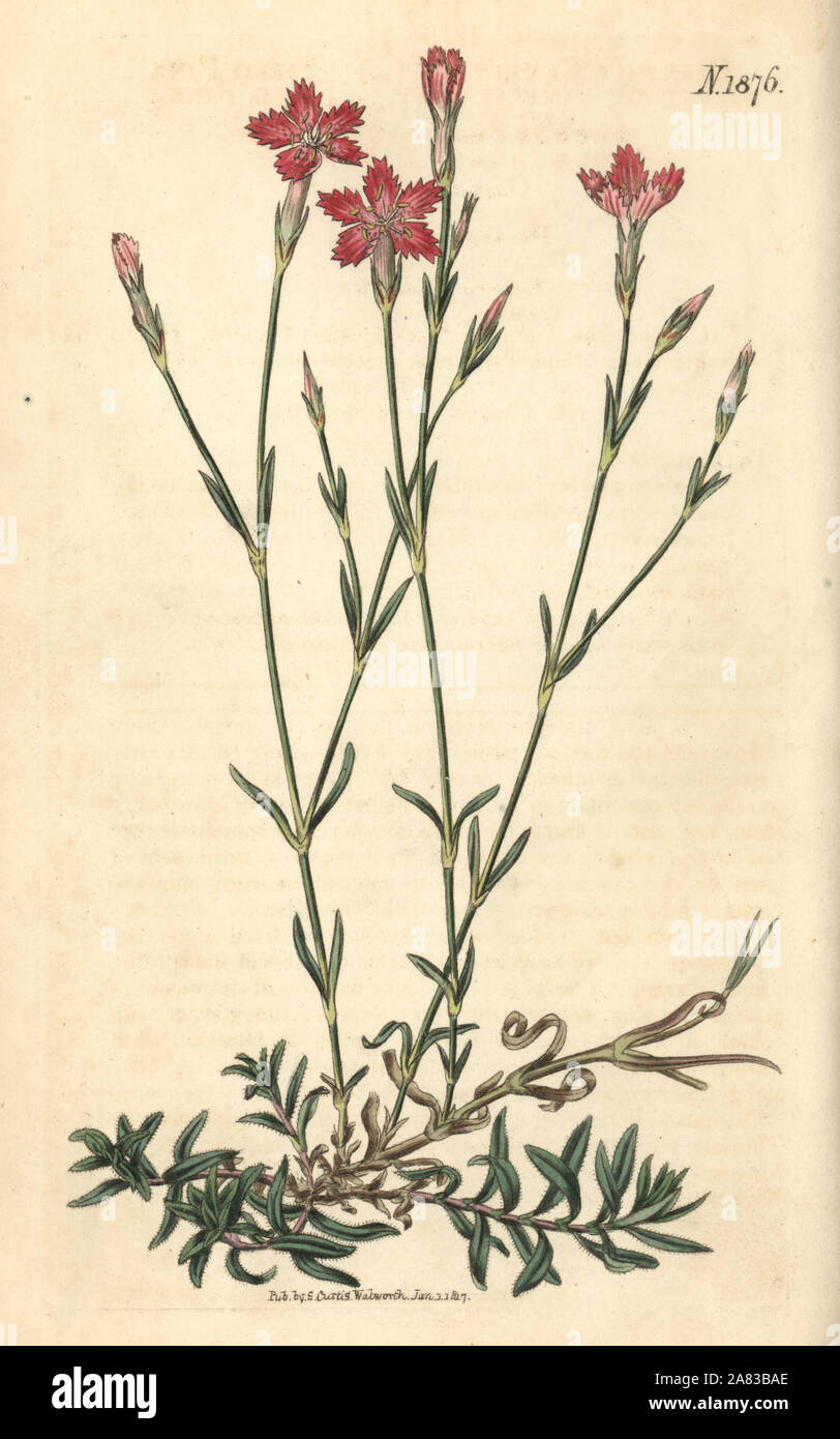 Campo rosa, Dianthus campestris. Botanico Handcolored incisione di Weddell da John Sims del Curtis Botanical Magazine, Couchman, Londra, 1816. Foto Stock