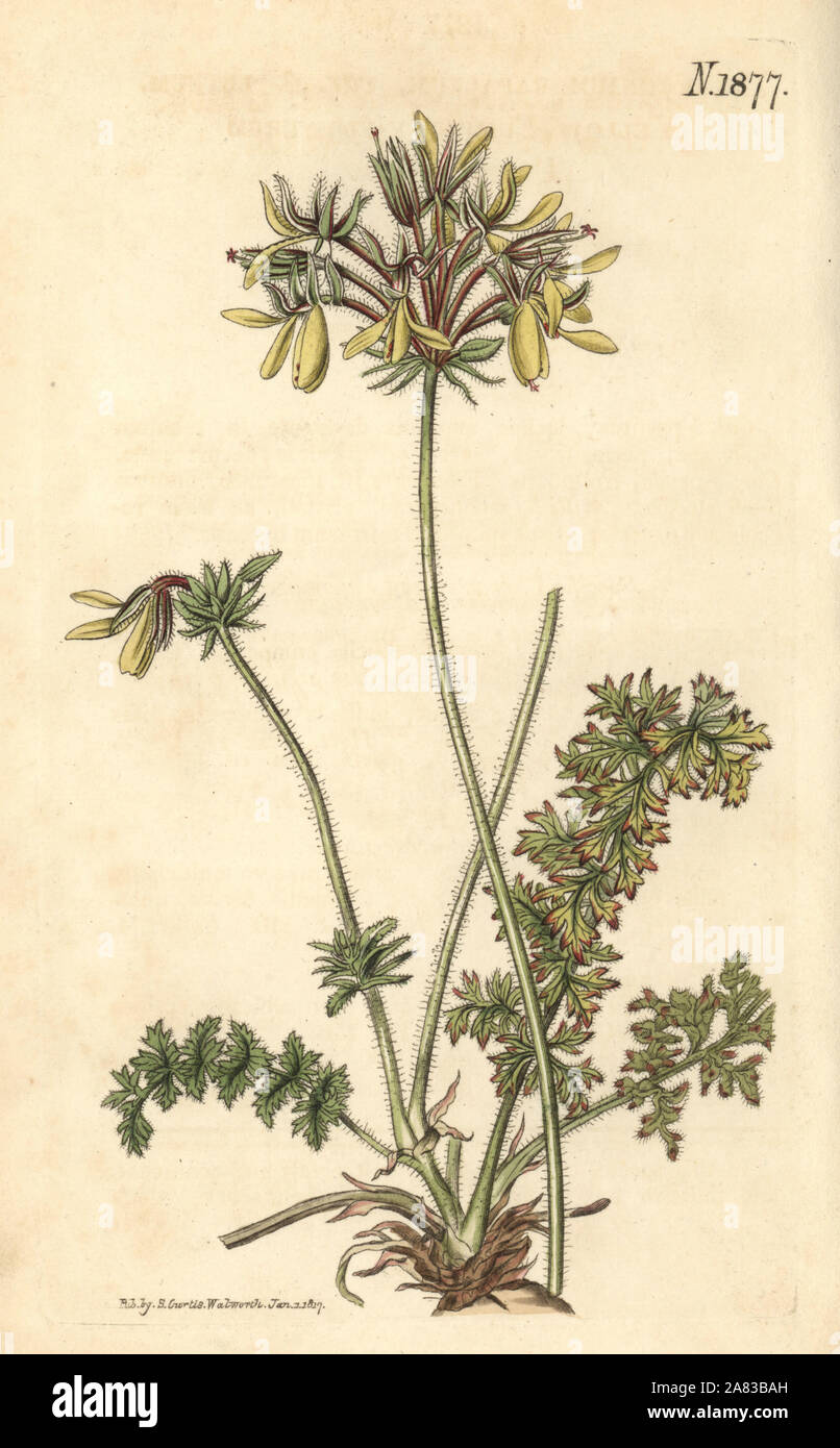 Giallo fumaria-gru fiorito è bill, Pelargonium rapaceum var. luteum. Botanico Handcolored incisione di Weddell da John Sims del Curtis Botanical Magazine, Couchman, Londra, 1816. Foto Stock