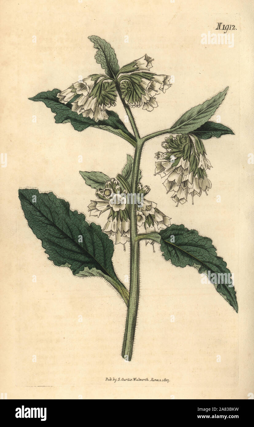 Taurian comfrey, Symphytum tauricum. Botanico Handcolored incisione da John Sims del Curtis Botanical Magazine, Couchman, Londra, 1816. Foto Stock