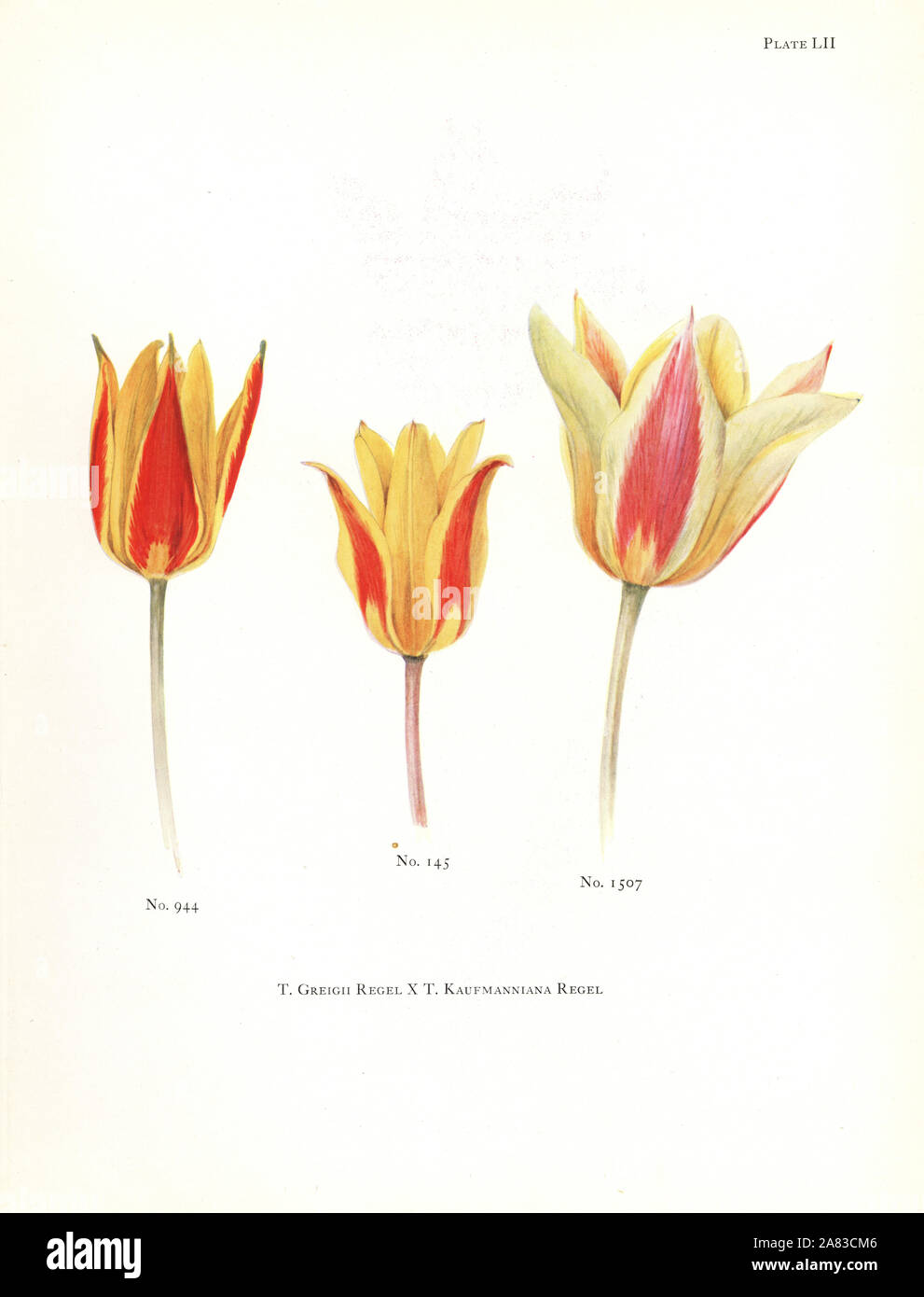 Ibridi di maculate tulip, Tulipa greigii x ninfea tulip, Tulipa kaufmanniana. Silkscreen illustrazione botanica da Elsie Katherine Dykes da William R. dighe' Note su Tulip specie, Herbert Jenkins Ltd., Londra, 1930. Foto Stock