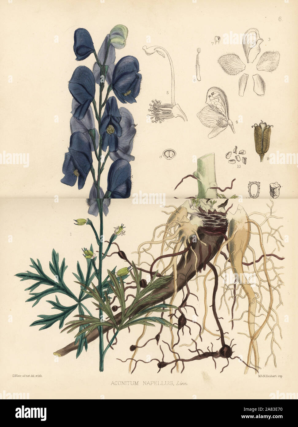 Monk's-cofano, Aconitum napellus. Litografia Handcolored da Hanhart dopo una illustrazione botanica da David Blair da Robert Bentley e Henry Trimen di piante medicinali, Londra, 1880. Foto Stock