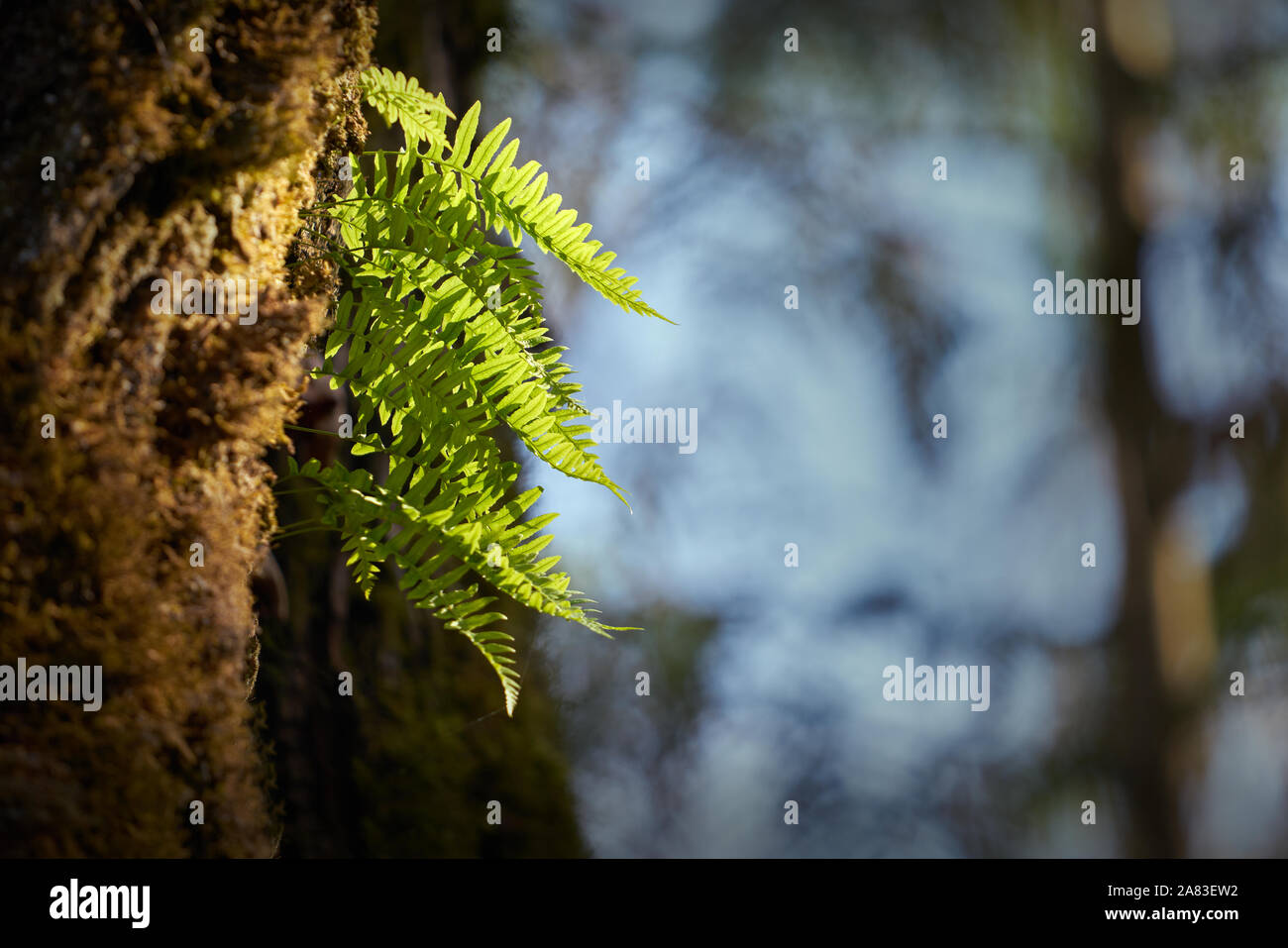 Felci crescono sugli alberi. Un albero di sole colpisce una felce in una foresta pluviale temperata del Nord Ovest del Pacifico. Foto Stock