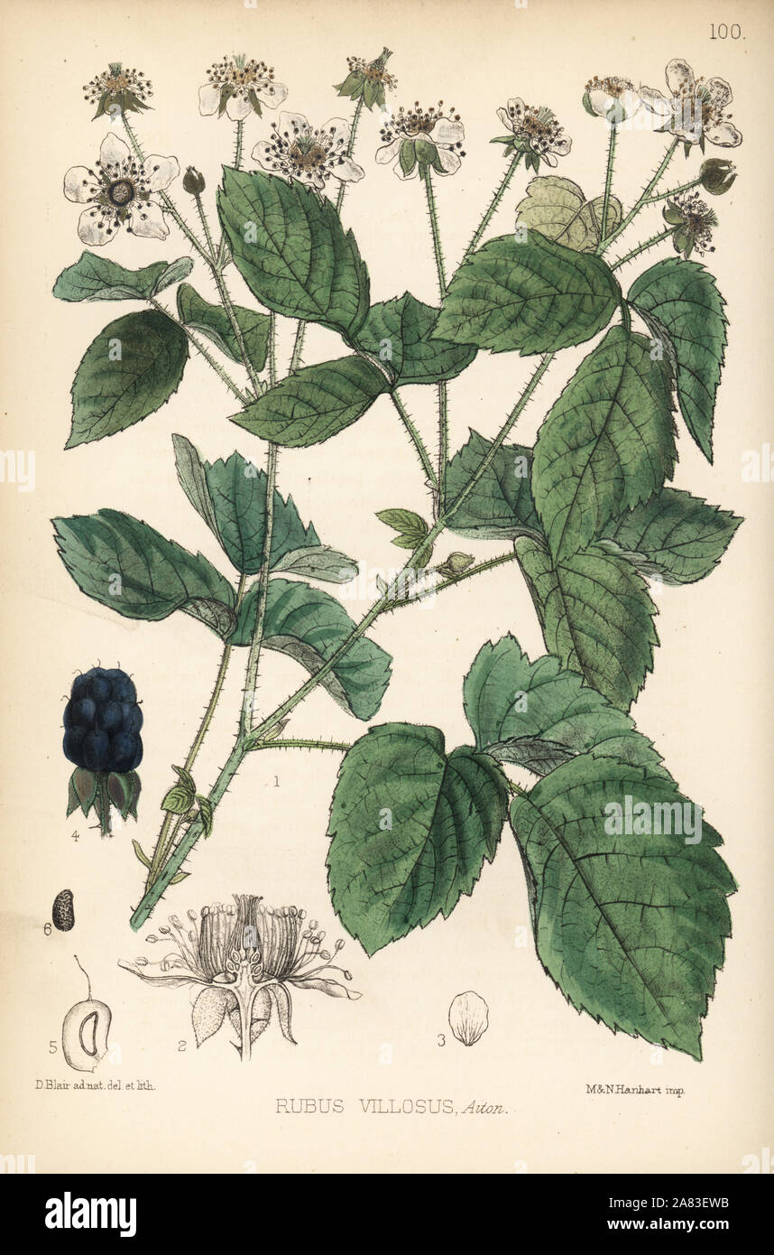 Comune di blackberry, Rubus villosus. Litografia Handcolored da Hanhart dopo una illustrazione botanica da David Blair da Robert Bentley e Henry Trimen di piante medicinali, Londra, 1880. Foto Stock
