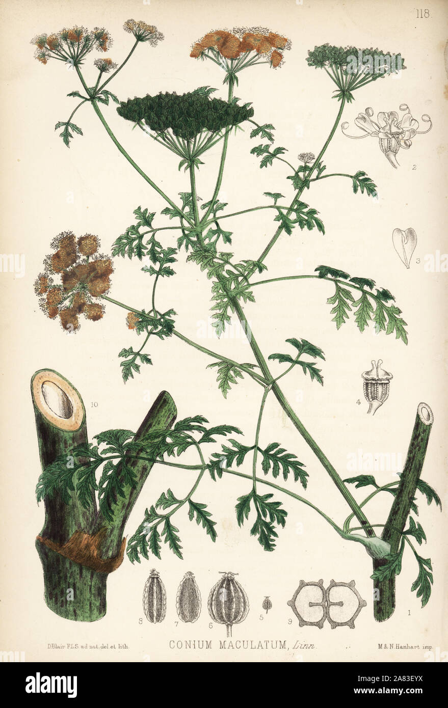 Poison hemlock, Conium maculatum. Litografia Handcolored da Hanhart dopo una illustrazione botanica da David Blair da Robert Bentley e Henry Trimen di piante medicinali, Londra, 1880. Foto Stock