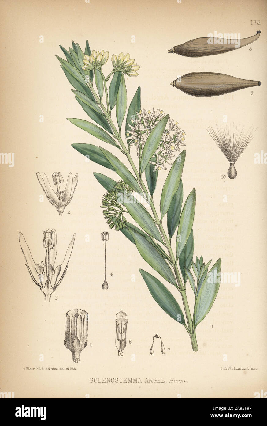 Solenostemma, Solenostemma Argelès. Litografia Handcolored da Hanhart dopo una illustrazione botanica da David Blair da Robert Bentley e Henry Trimen di piante medicinali, Londra, 1880. Foto Stock