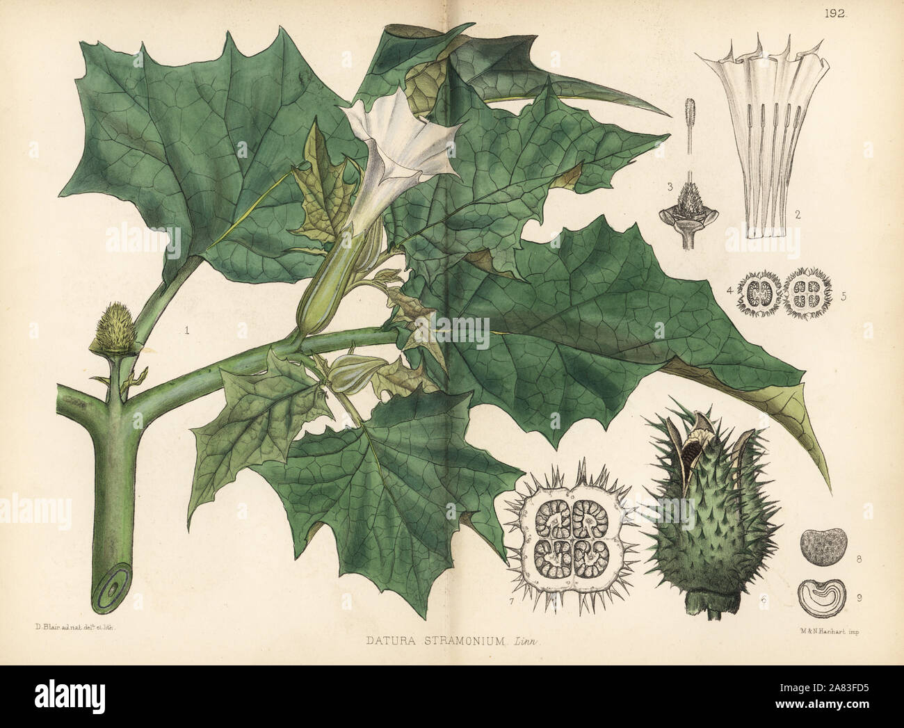 Thorn apple, Datura stramonium. Litografia Handcolored da Hanhart dopo una illustrazione botanica da David Blair da Robert Bentley e Henry Trimen di piante medicinali, Londra, 1880. Foto Stock