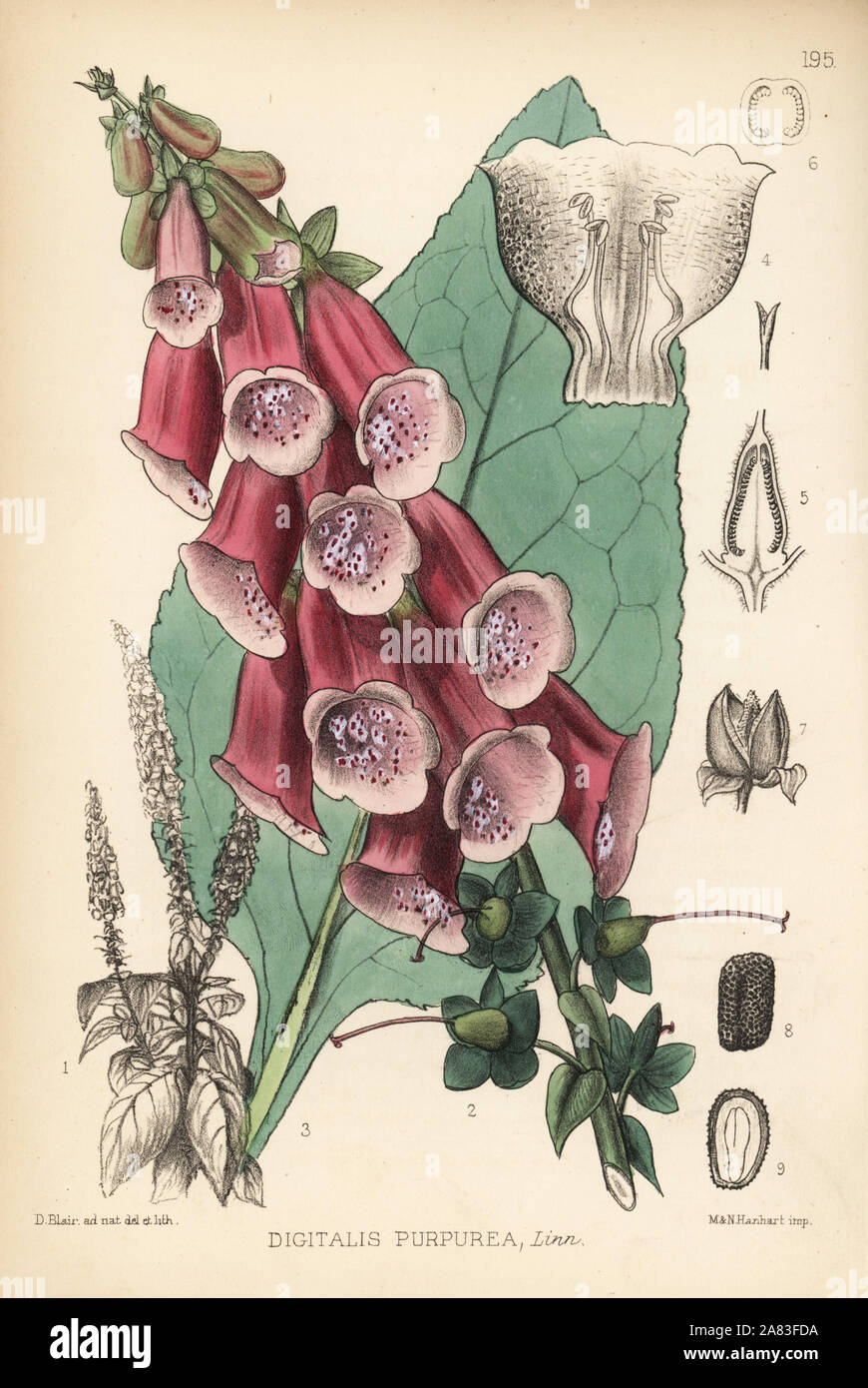 Foxglove viola, Digitalis purpurea. Litografia Handcolored da Hanhart dopo una illustrazione botanica da David Blair da Robert Bentley e Henry Trimen di piante medicinali, Londra, 1880. Foto Stock