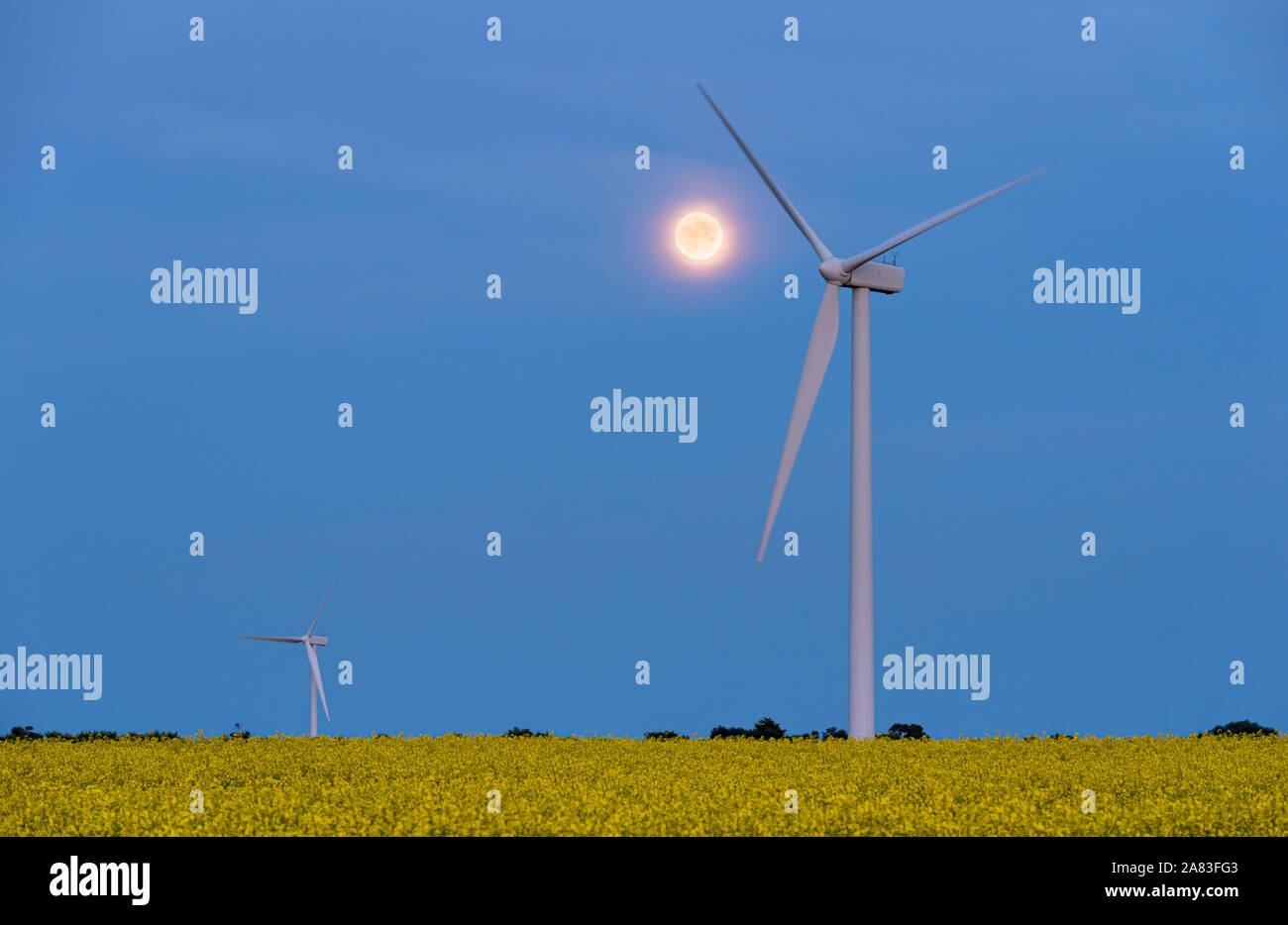 Luna piena su una turbina eolica in un campo di colza in fiore Foto Stock