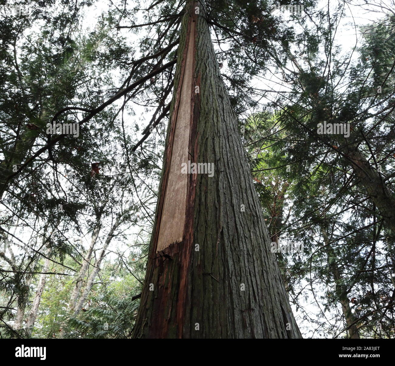 Culturalmente modificati albero di cedro con corteccia asportata per basketry nel nord-ovest del Pacifico Prime nazioni di tradizione Foto Stock