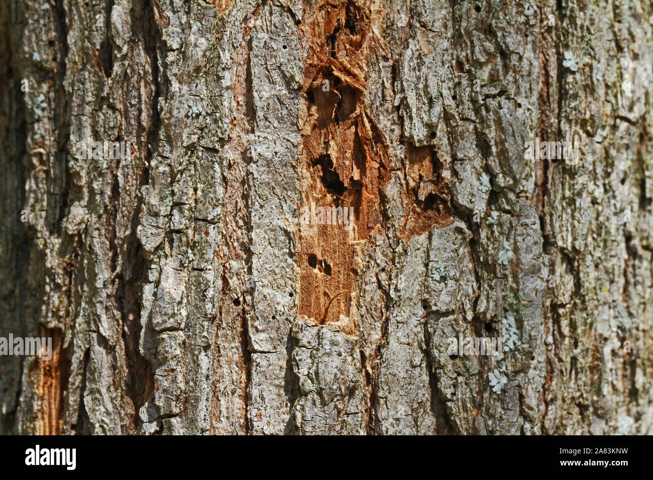 La corteccia di un albero di olmo latino ulmus o frondibus ulmi mostrante l'inizio della malattia dell'olmo olandese chiamato anche grafiosi del olmo con il maggiolino avente annoiato a Foto Stock