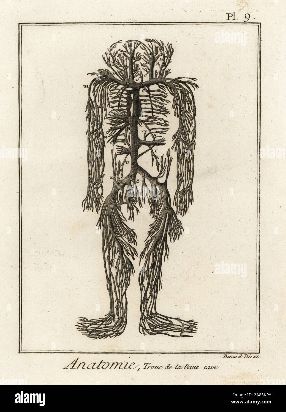 Sistema di Venosa dalla vena cava nel corpo umano. Incisione su rame di Robert Benard dopo una illustrazione di James Drake da Denis Diderot enciclopedia, pellet, Ginevra, 1779. Foto Stock