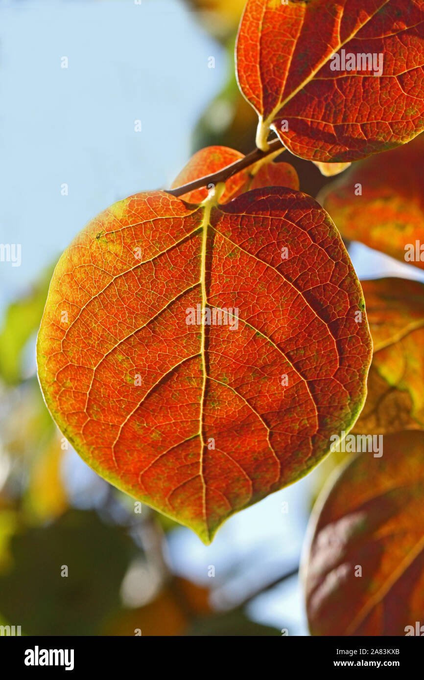 Cachi persimon o foglia o foglie di kaki Diospyros kaki famiglia ebenaceae vicino fino in autunno mostra bellissimi colori in Italia Foto Stock