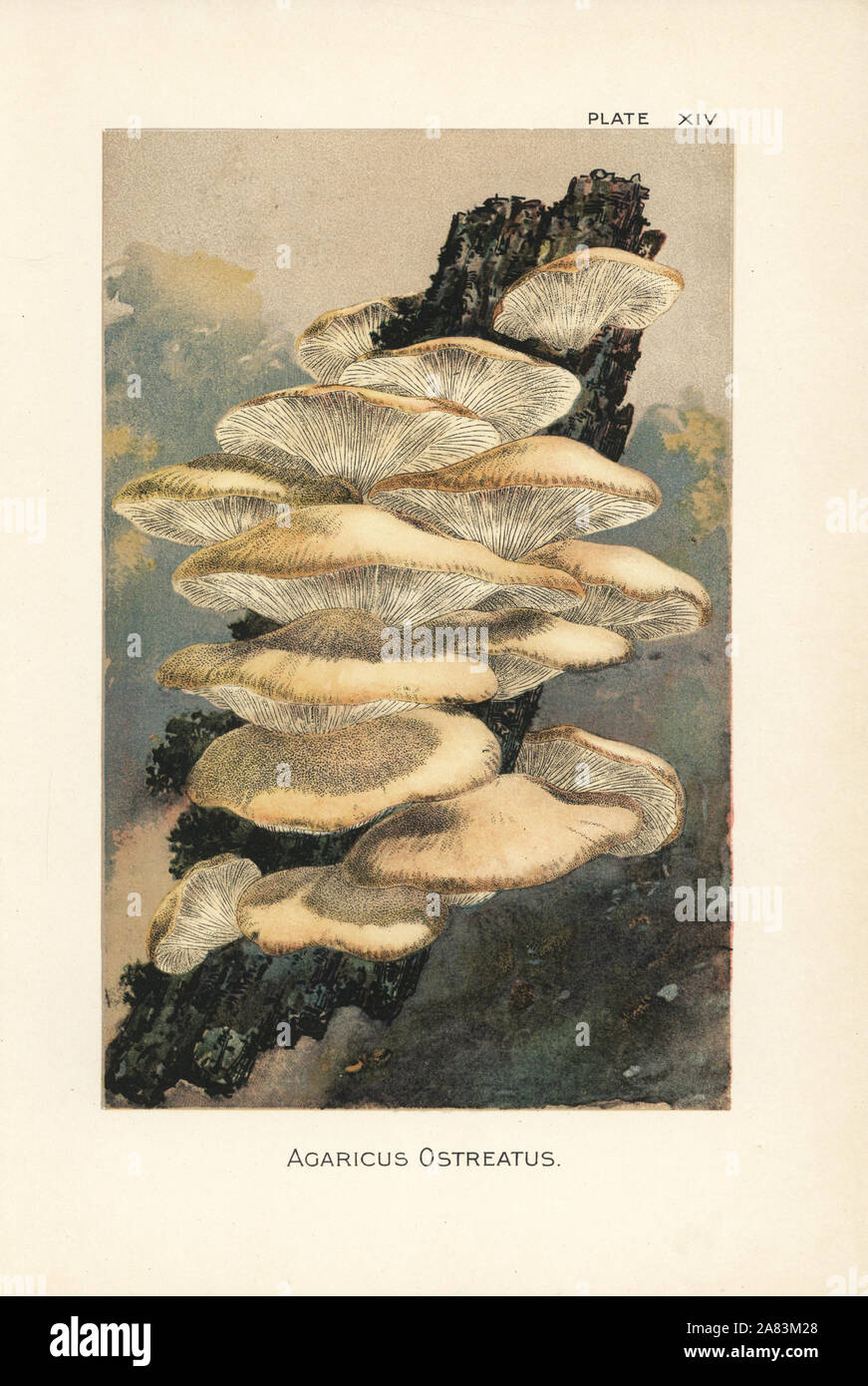 Oyster, funghi Agaricus ostreatus. Chromolithograph dopo una illustrazione botanica da William Hamilton Gibson dal suo libro il nostro Toadstools commestibili e di funghi, Harper, New York, 1895. Foto Stock