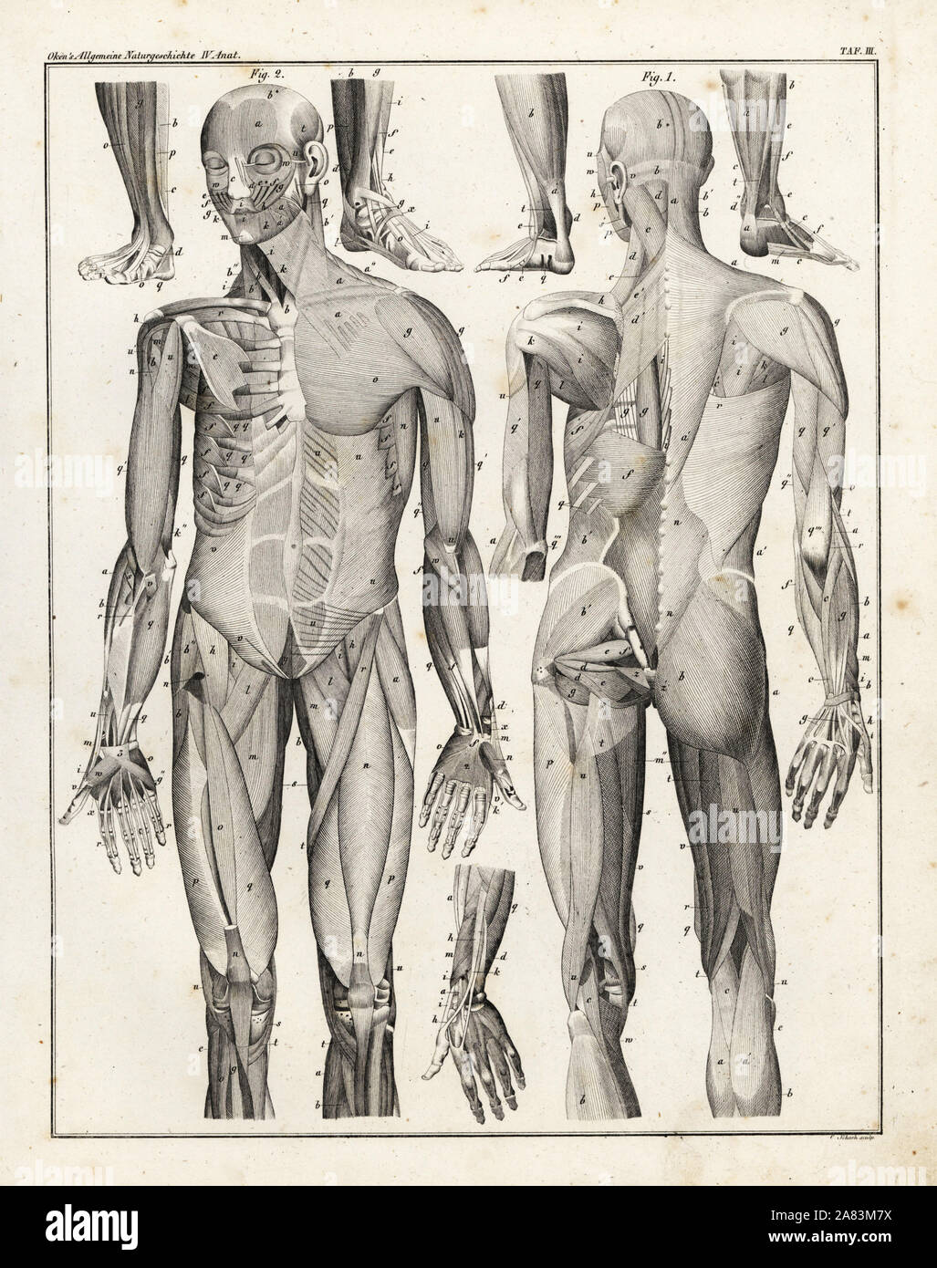 Anatomia della muscolatura umana. Litografia da C. Schach da Lorenz Oken universale della storia naturale, Allgemeine Naturgeschichte fur alle Stande, Stuttgart, 1839. Foto Stock