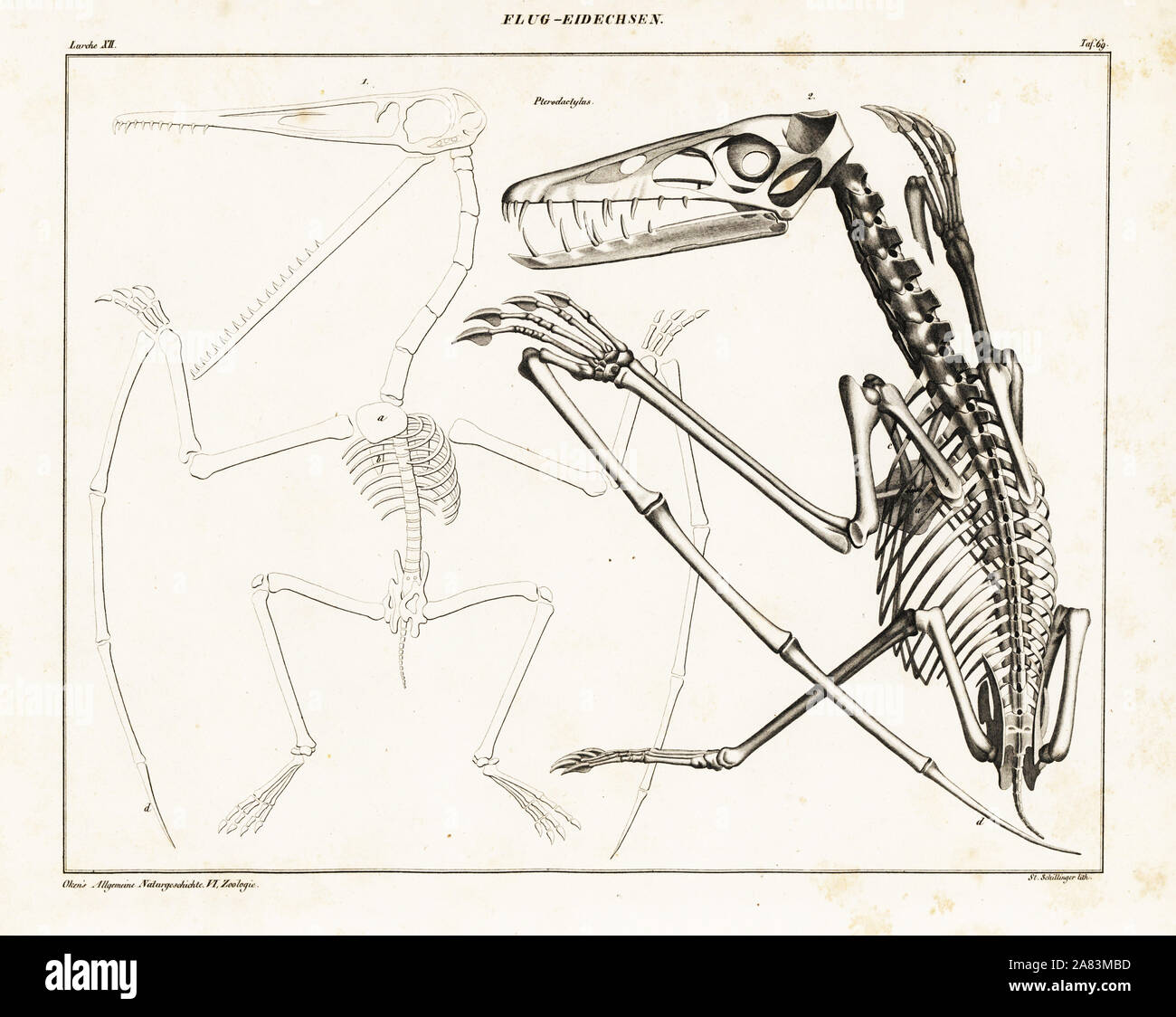 Lo scheletro di un estinto pterodactyl, Pterodactylus. Litografia da San Schilinger da Lorenz Oken universale della storia naturale, Allgemeine Naturgeschichte fur alle Stande, Stuttgart, 1839. Foto Stock
