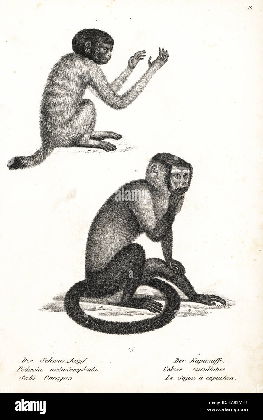 A testa nera, uakari Cacajao melanocephalus (Pithecus melanocephala) e nero cappuccino, Sapajus nigritus cucullatus (Cebus cucullatus). Litografia da Karl Joseph Brodtmann da Heinrich Rudolf Schinz illustrato della storia naturale di animali, Zurigo, 1827. Foto Stock