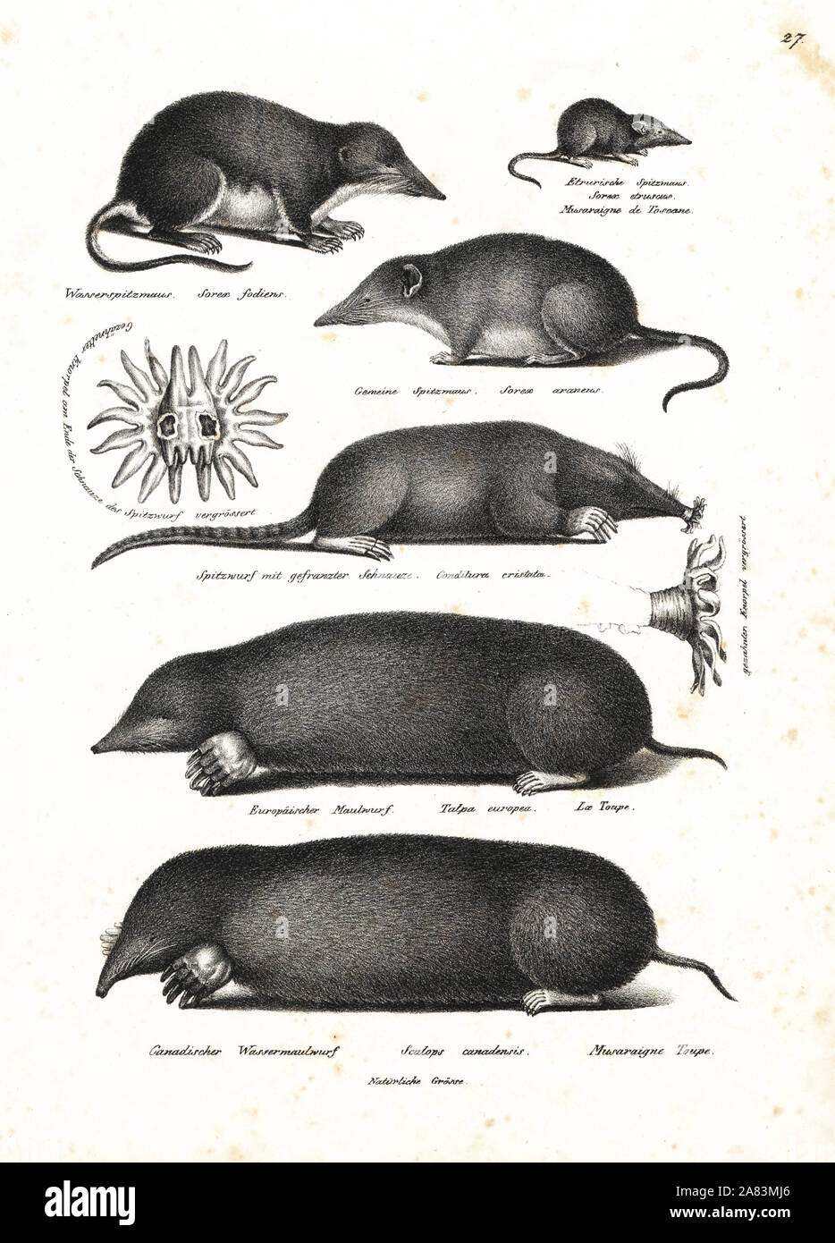Acqua megera, Neomys fodiens, etrusca megera, Suncus etruscus, comune megera, Sorex araneus, star-mole dal naso, Condylura cristata, Europeo mole, Talpa europaea e mole orientale, Scalopus aquaticus. Litografia da Karl Joseph Brodtmann da Heinrich Rudolf Schinz illustrato della Storia Naturale di uomini e animali, 1836. Foto Stock