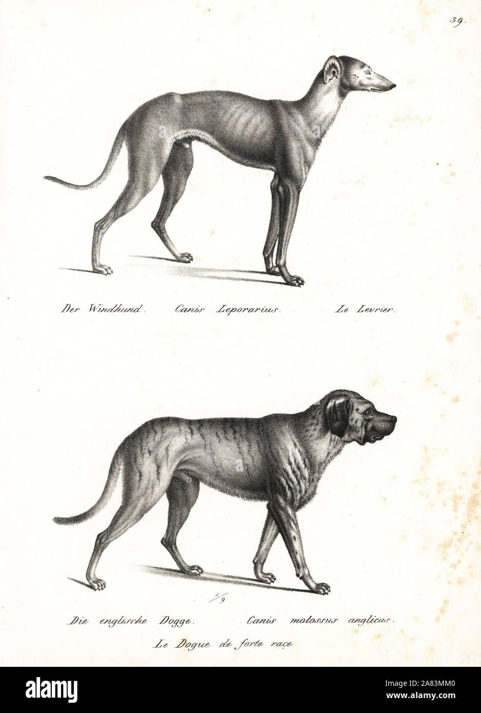 Inglese greyhound, Canis leporarius e Bulldog inglese, Canis molossus italicus. Litografia da Karl Joseph Brodtmann da Heinrich Rudolf Schinz illustrato della Storia Naturale di uomini e animali, 1836. Foto Stock