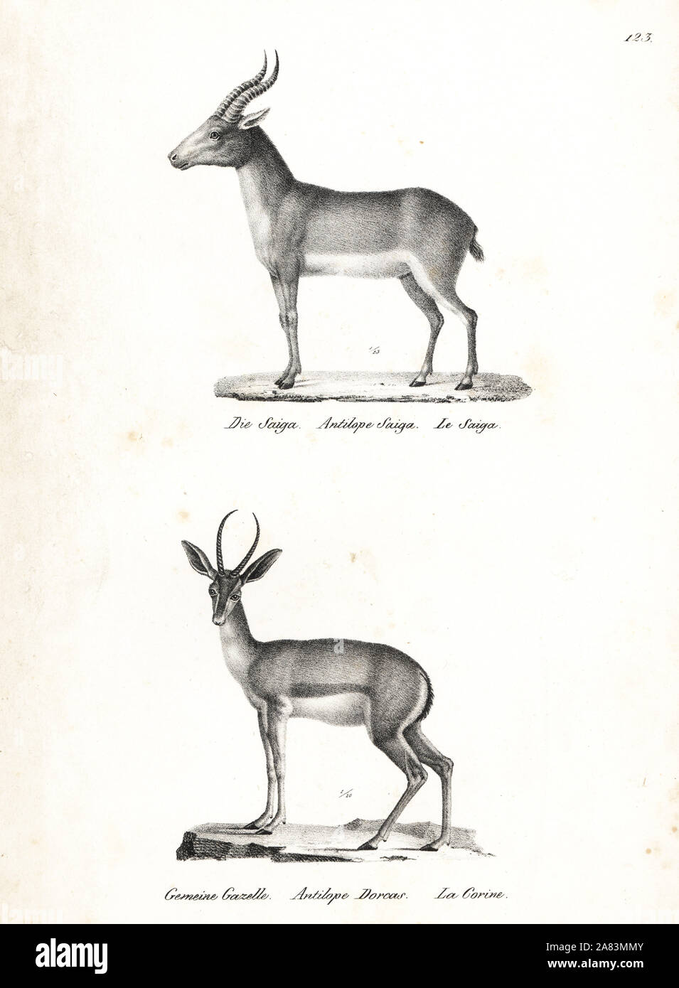 Saiga, antilope Saiga tatarica (in pericolo critico), e gazzella Dorcas, Gazella dorcas (vulnerabili). Litografia da Karl Joseph Brodtmann da Heinrich Rudolf Schinz illustrato della Storia Naturale di uomini e animali, 1836. Foto Stock