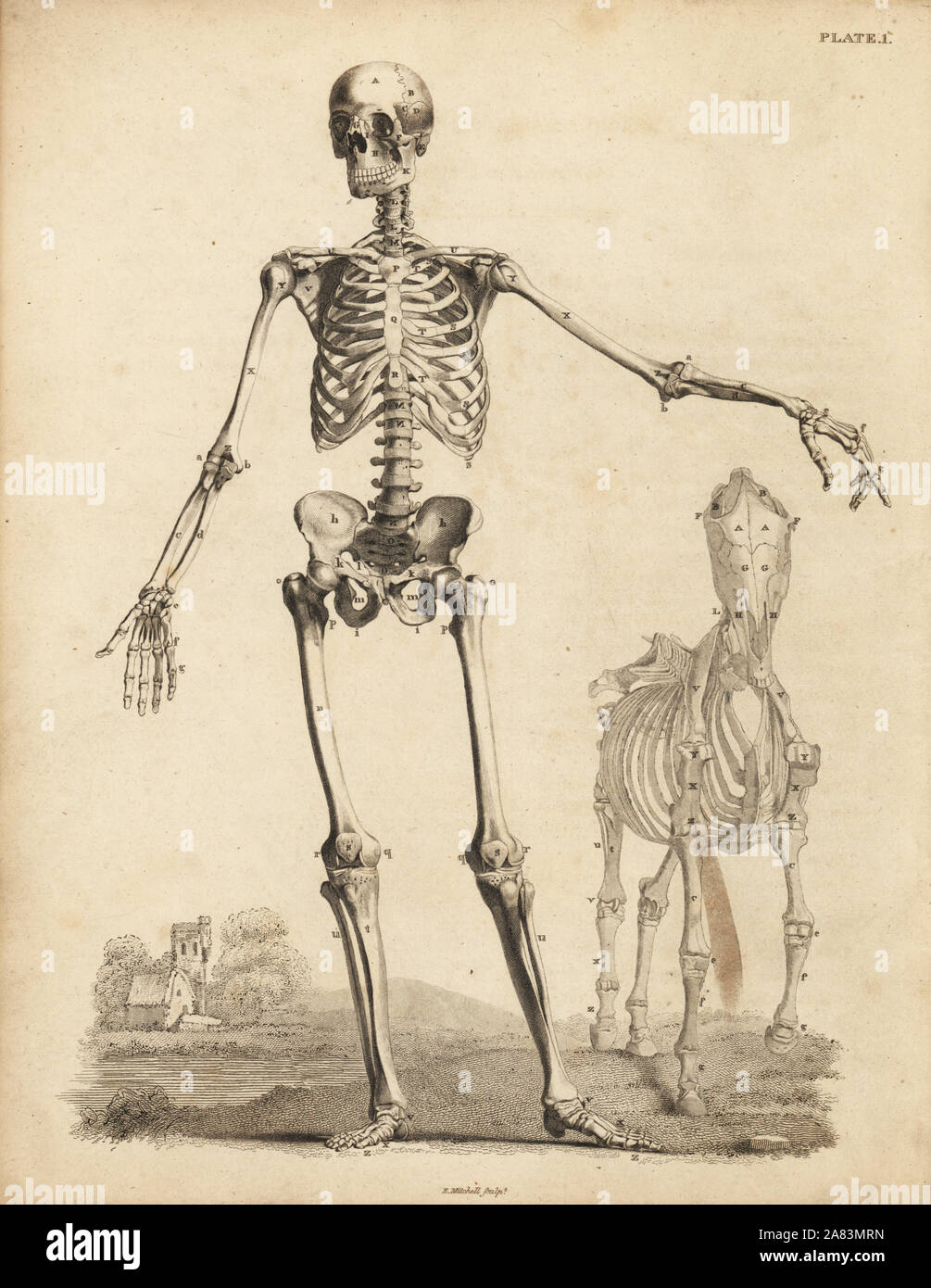 Maschio umano scheletro dalla parte anteriore, con scheletro di cavallo da George Stubbs. Incisione su rame di Edward Mitchell dopo una illustrazione anatomica da Bernhard Siegfried Albinus da John Barclay è una serie di incisioni di scheletro umano, MacLachlan e Stewart, Edimburgo, 1824. Foto Stock