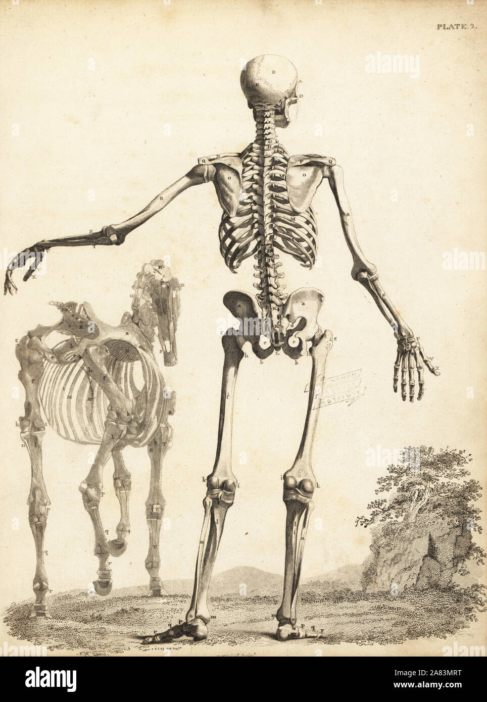 Scheletro umano dalla parte posteriore, con scheletro di cavallo da George Stubbs. Incisione su rame di Edward Mitchell dopo una illustrazione anatomica da Bernhard Siefried Albinus da John Barclay è una serie di incisioni di scheletro umano, MacLachlan e Stewart, Edimburgo, 1824. Foto Stock