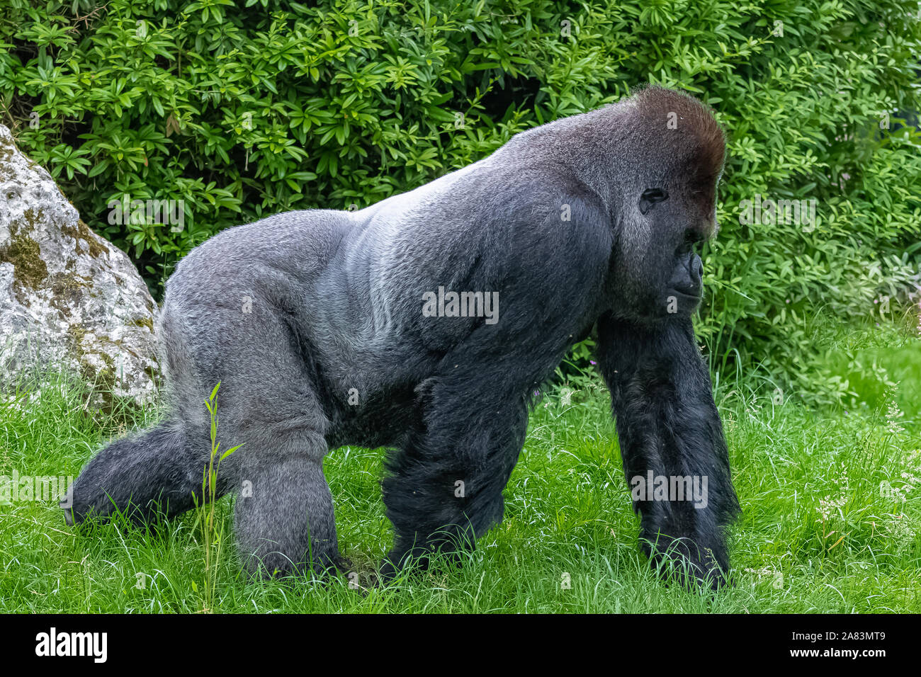 Gorilla, scimmia, maschio dominante seduto in erba, atteggiamento divertente Foto Stock